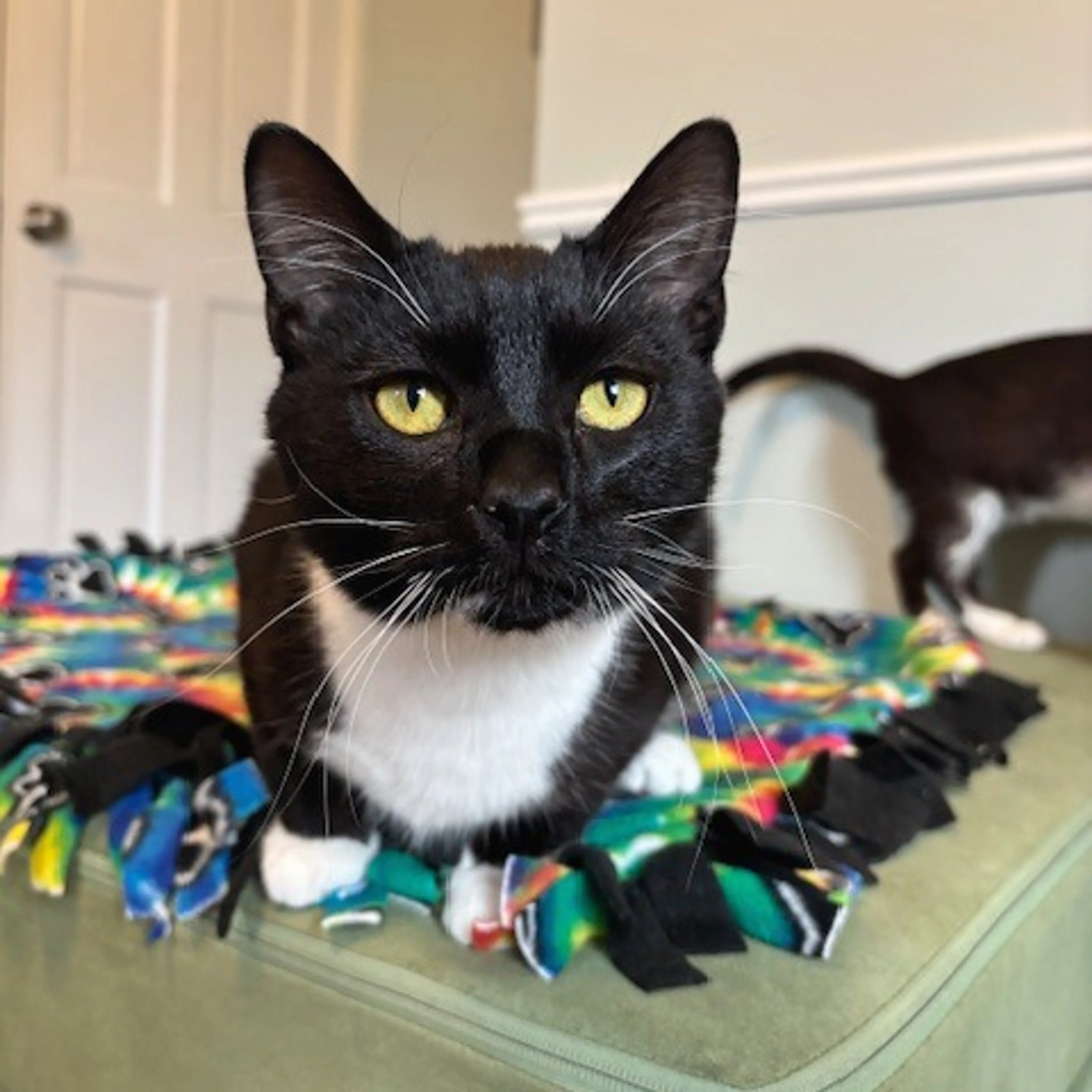 Found pet-4