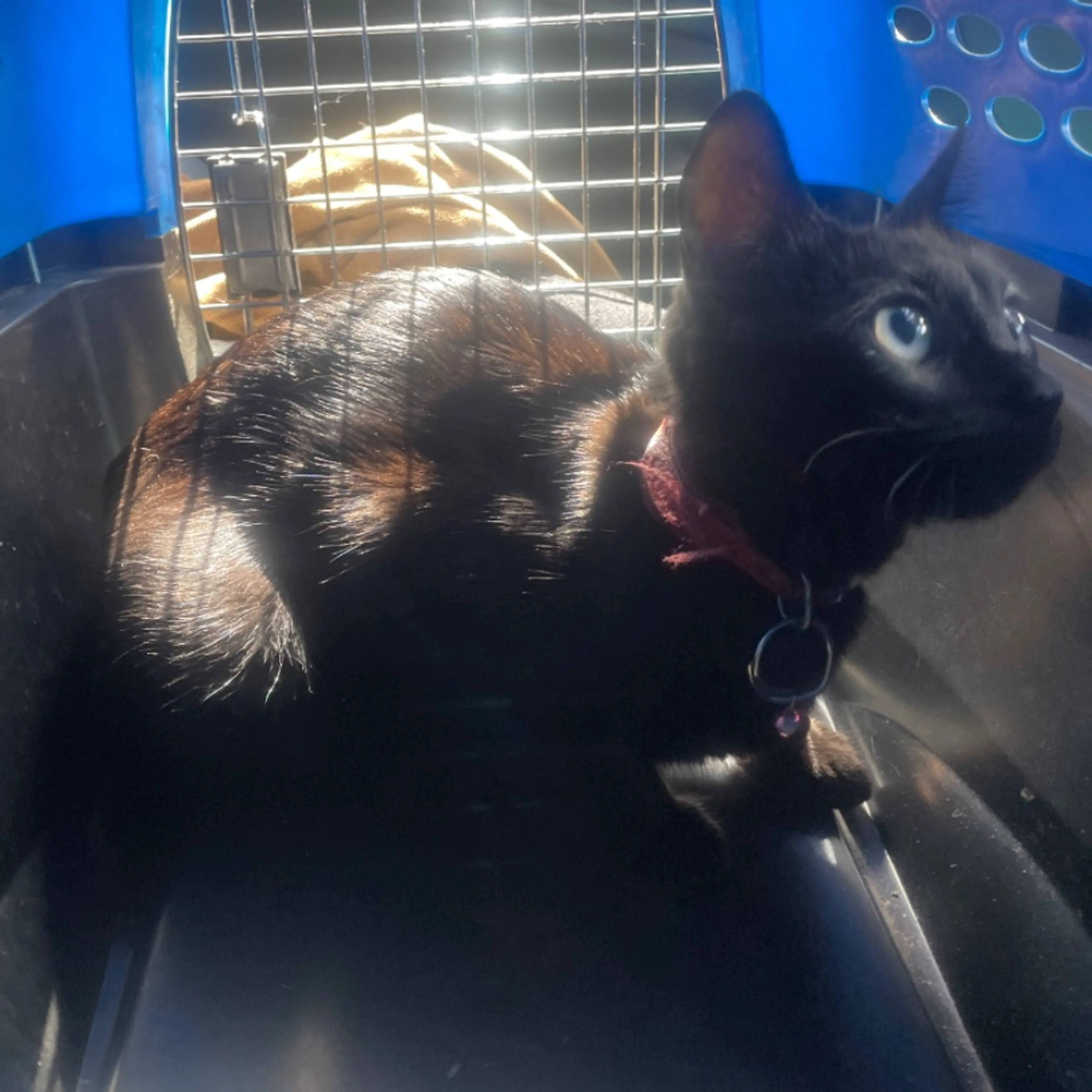 Found pet