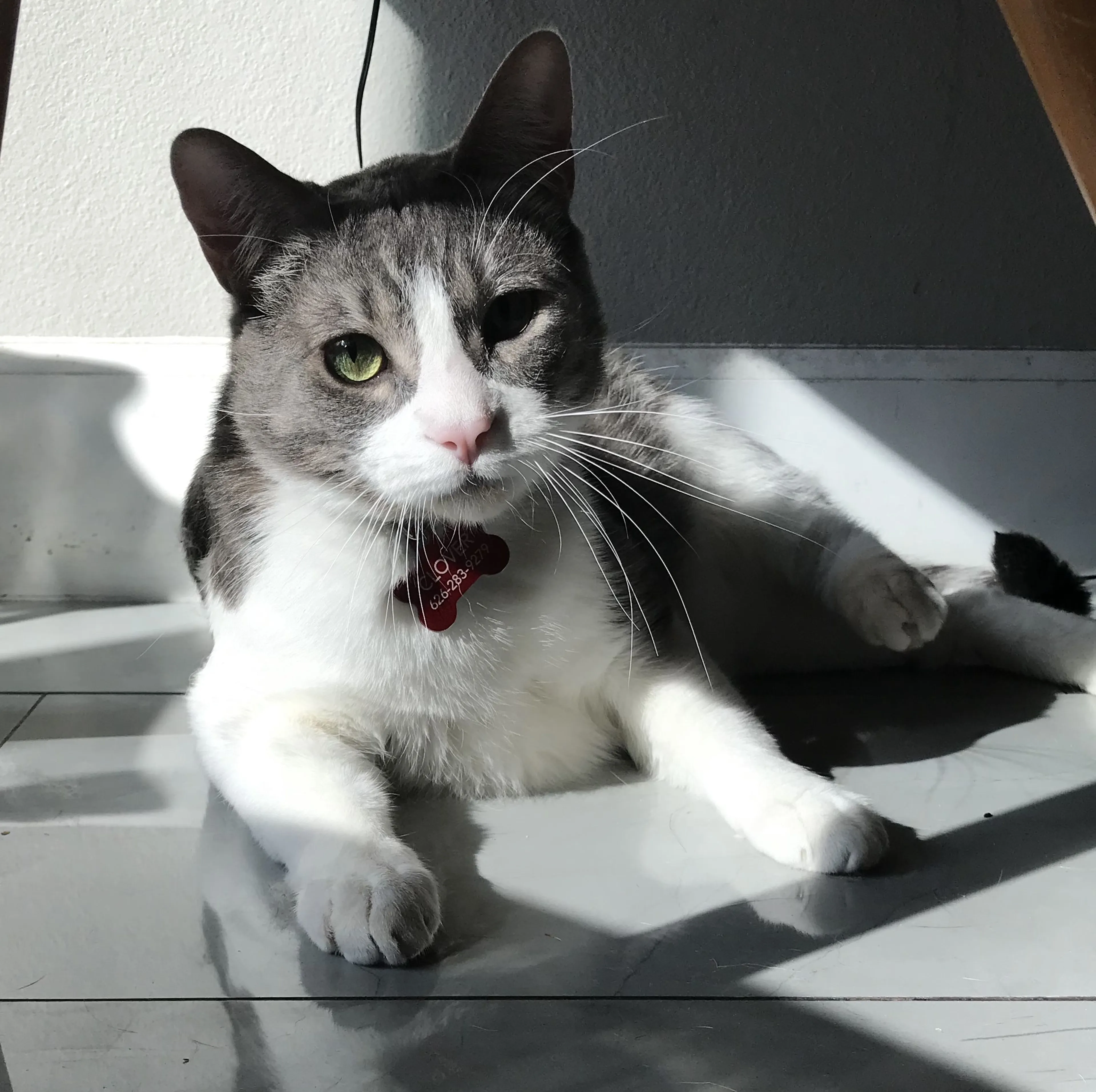 Lost pet-0