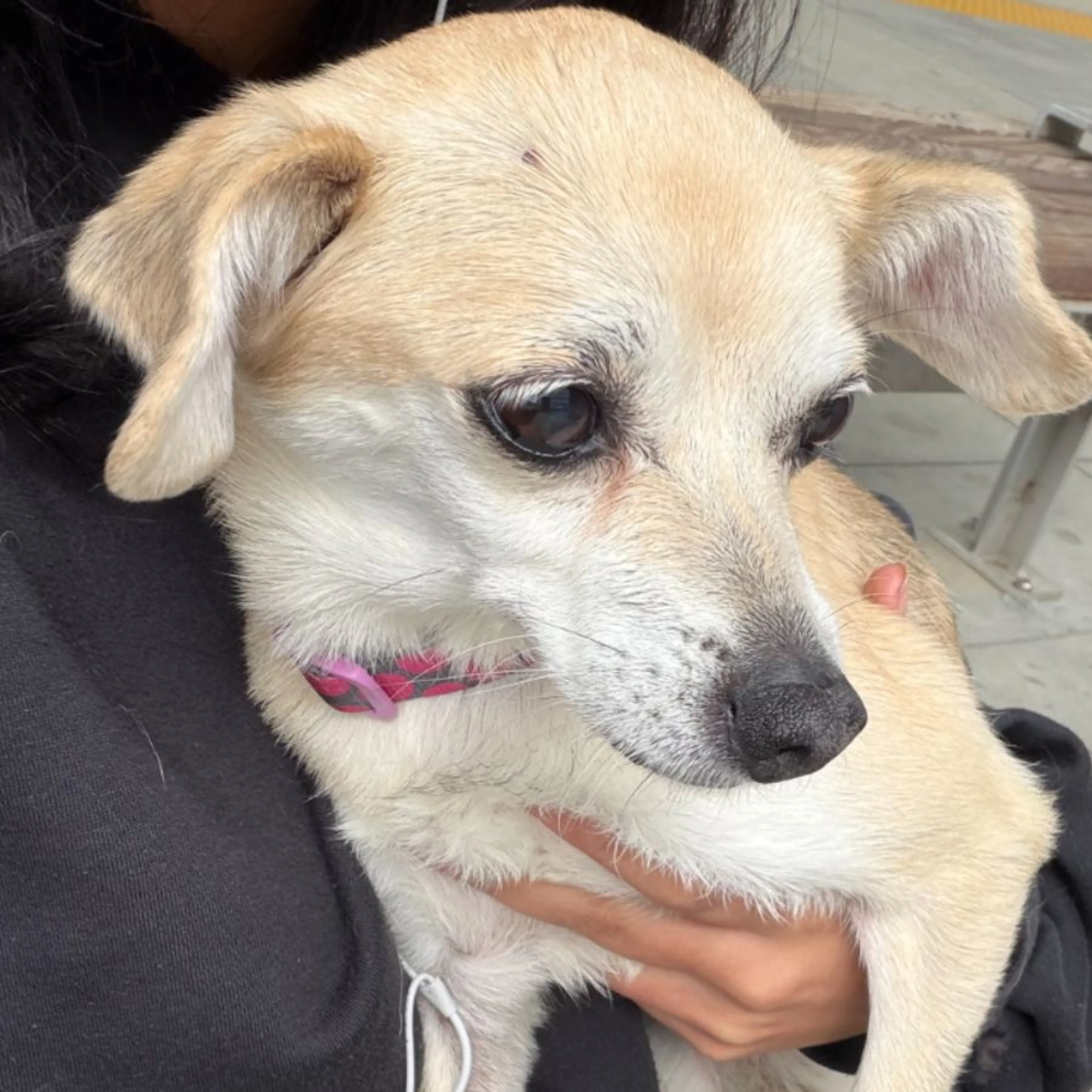 Found pet