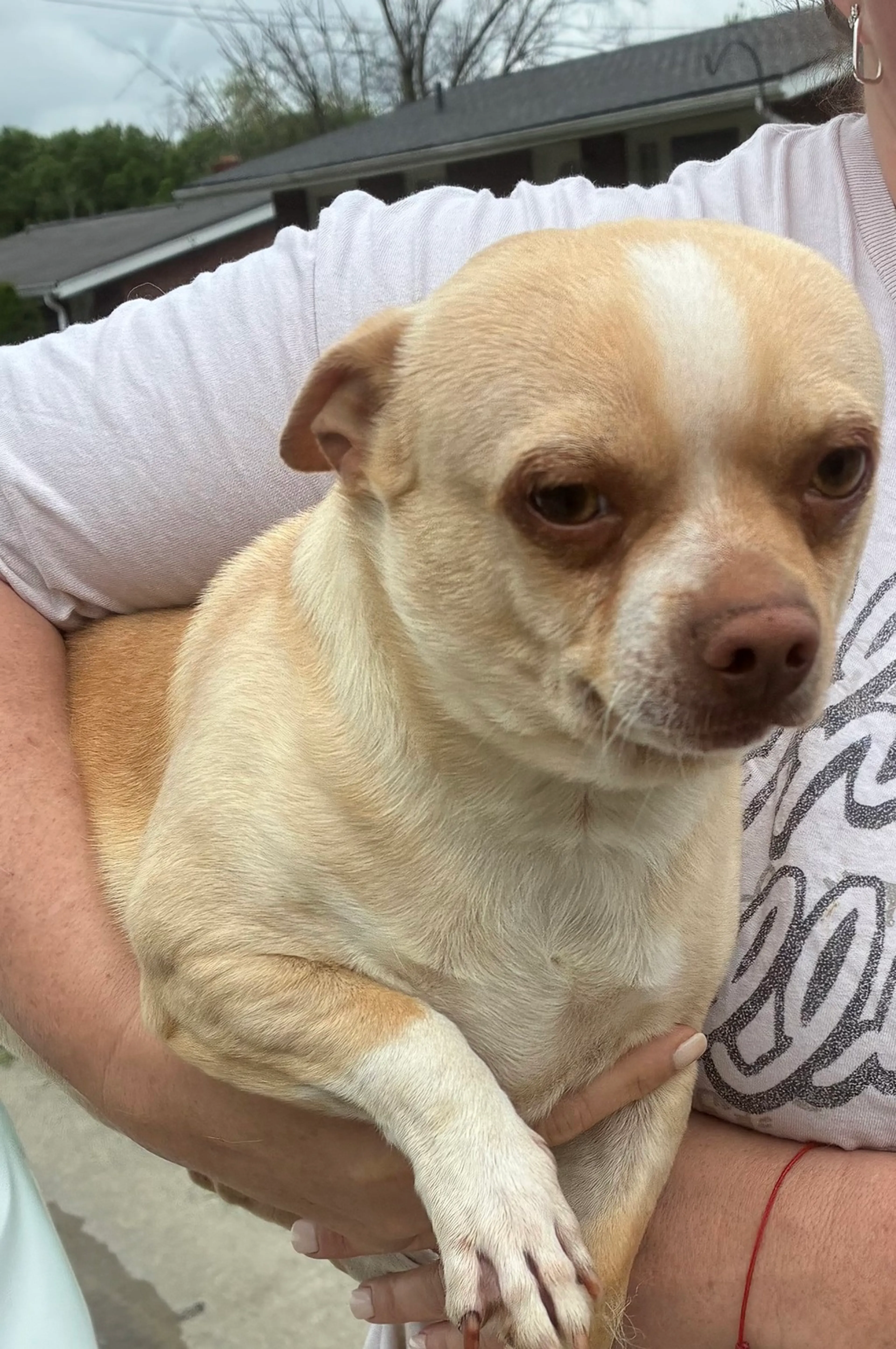 Found pet