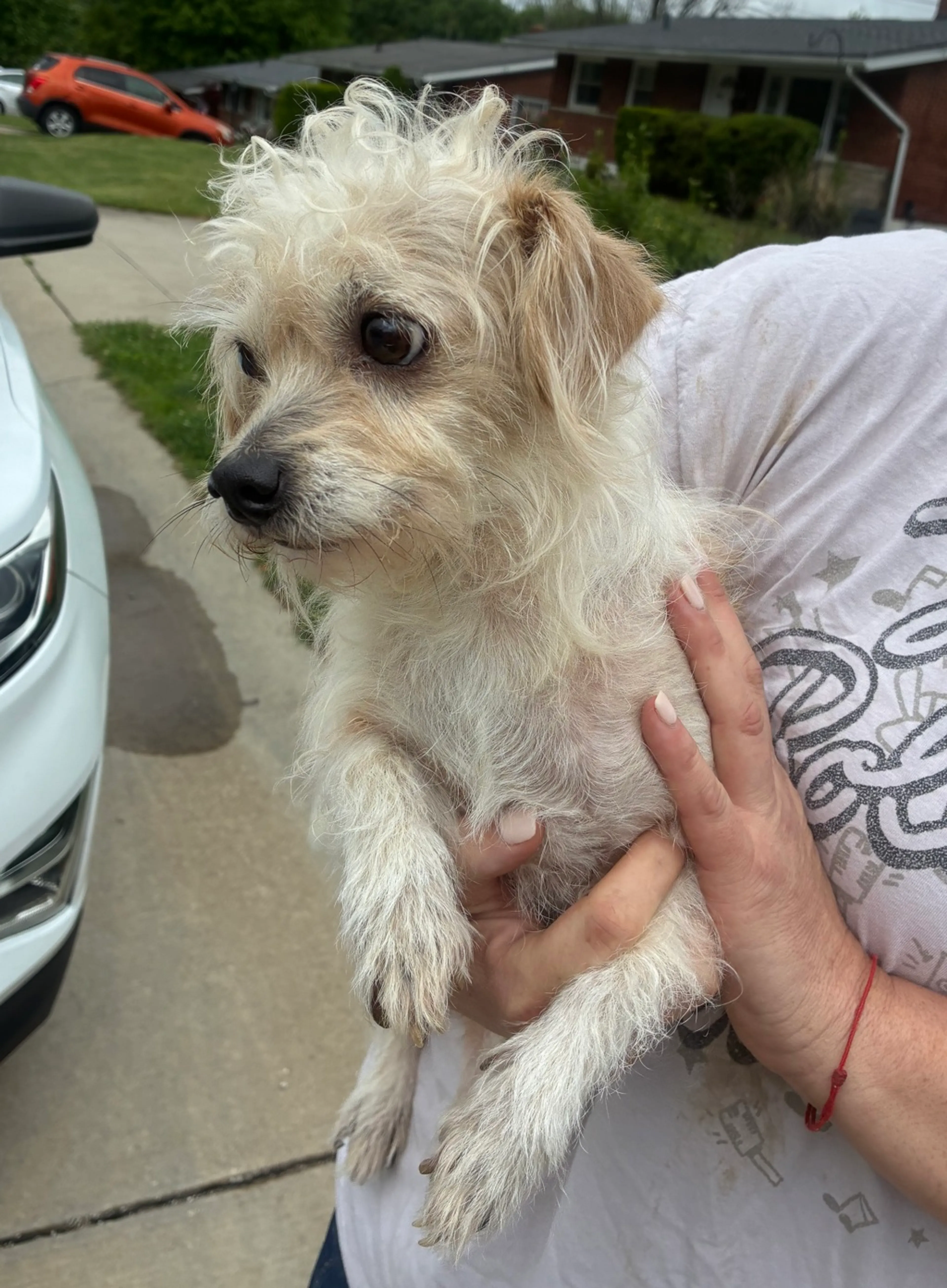 Found pet