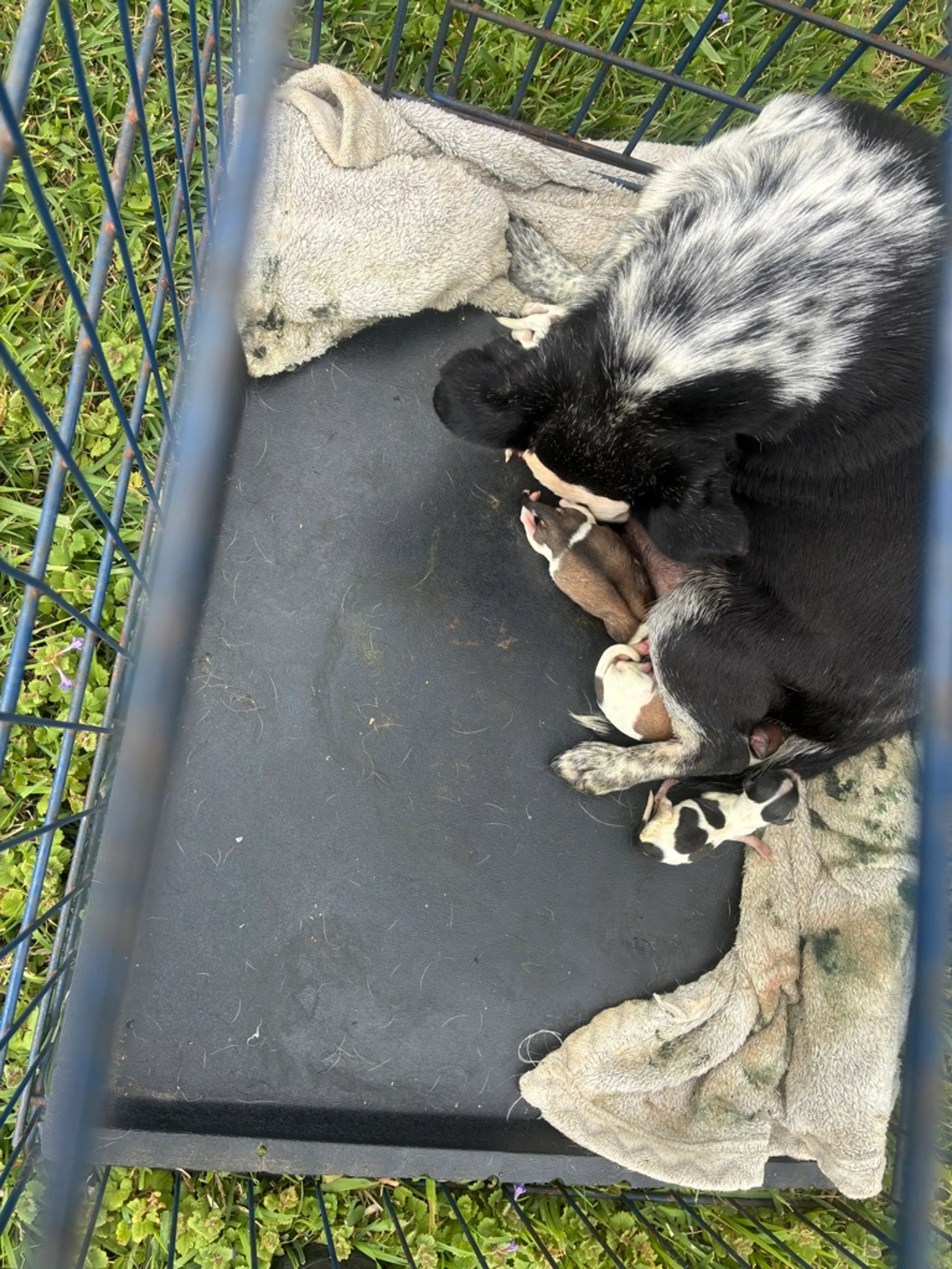Found pet