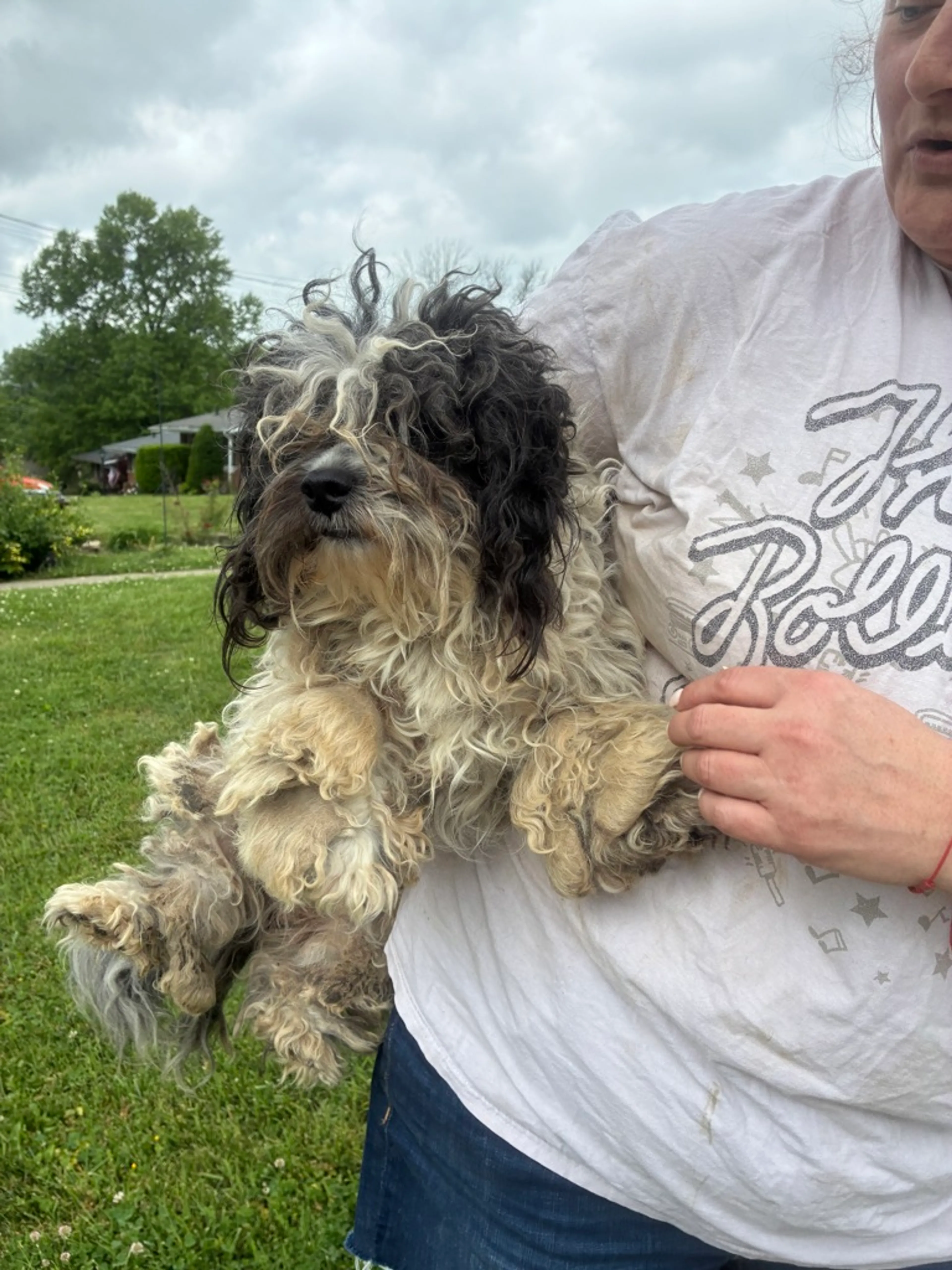 Found pet