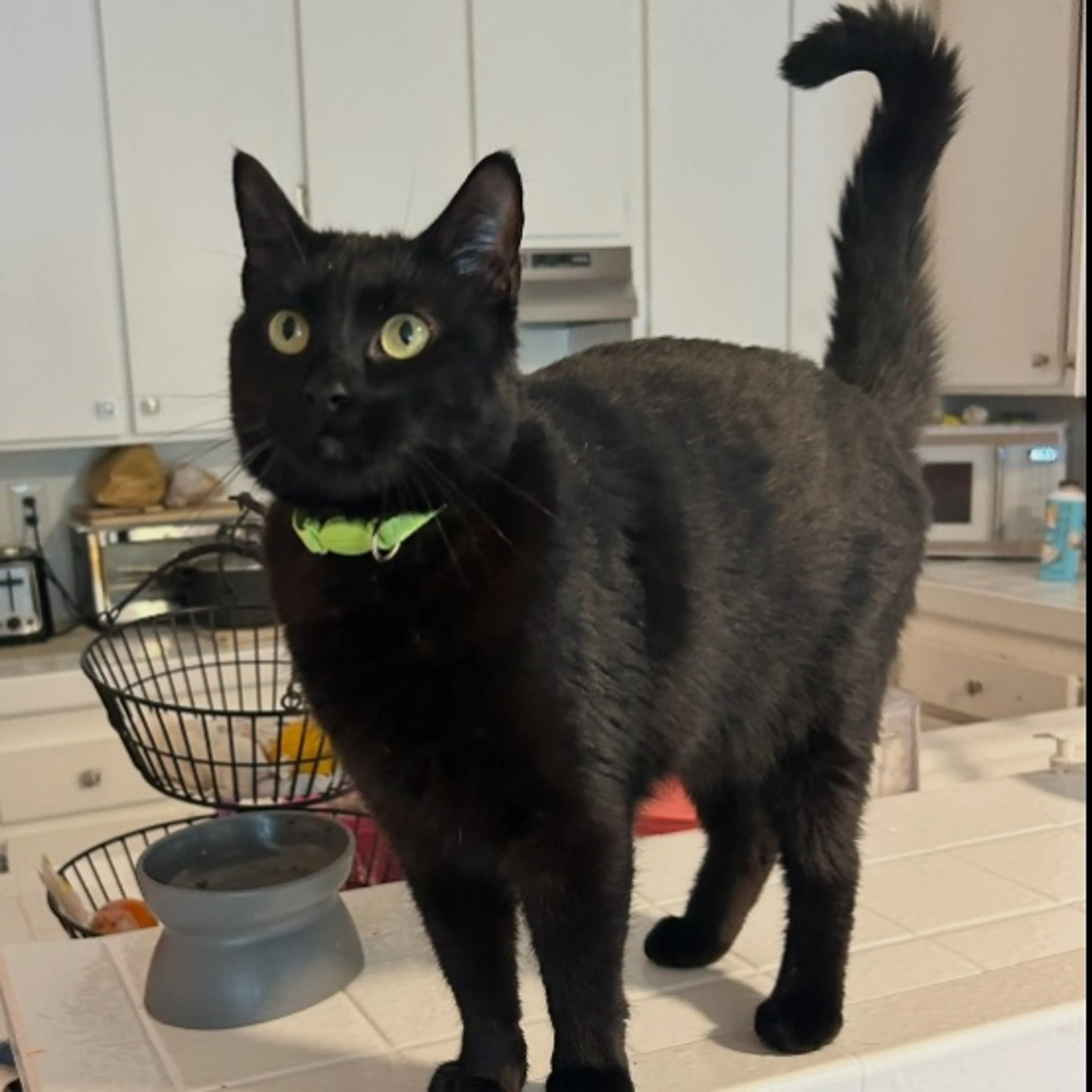 Lost pet