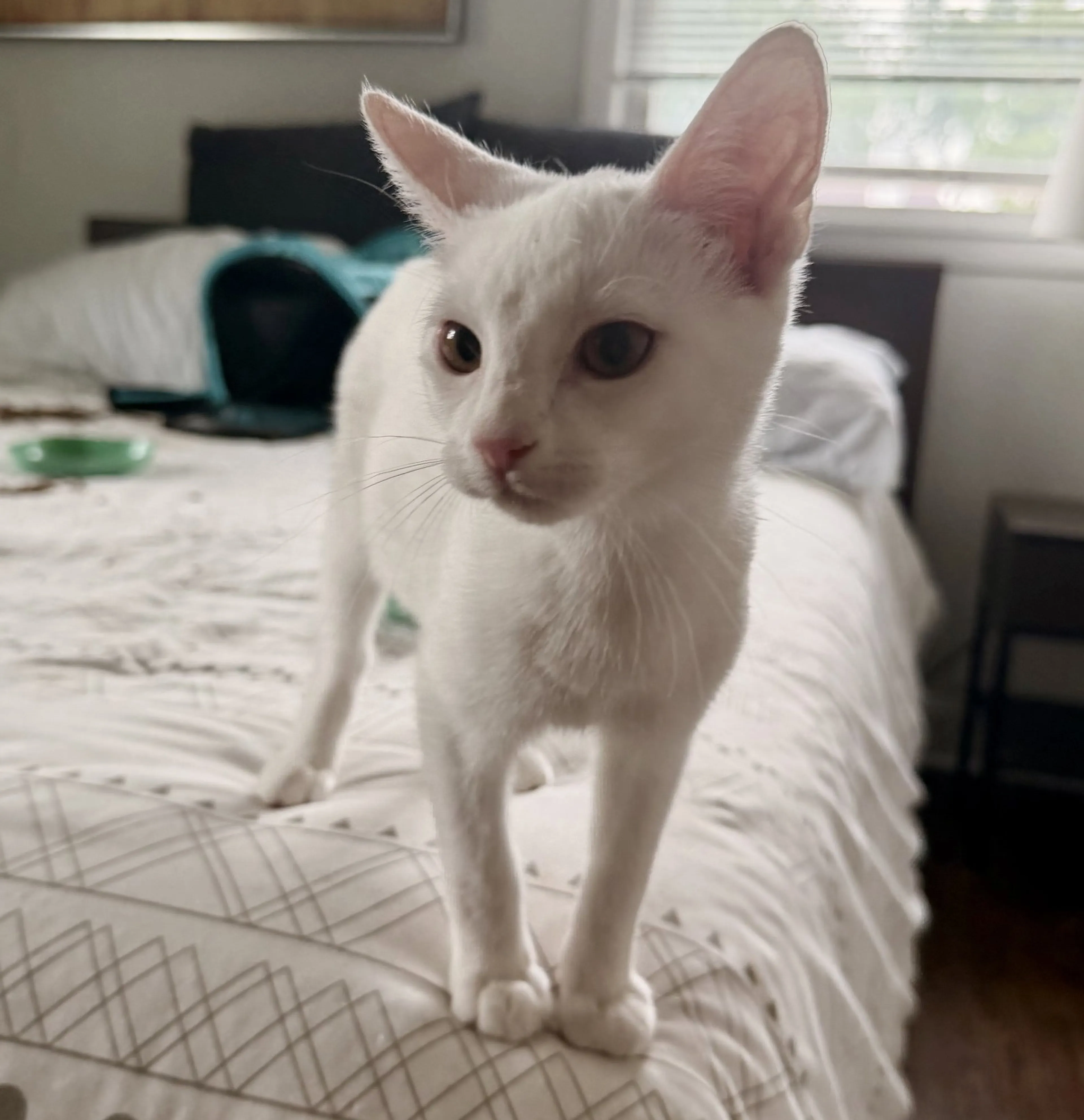Found pet-1