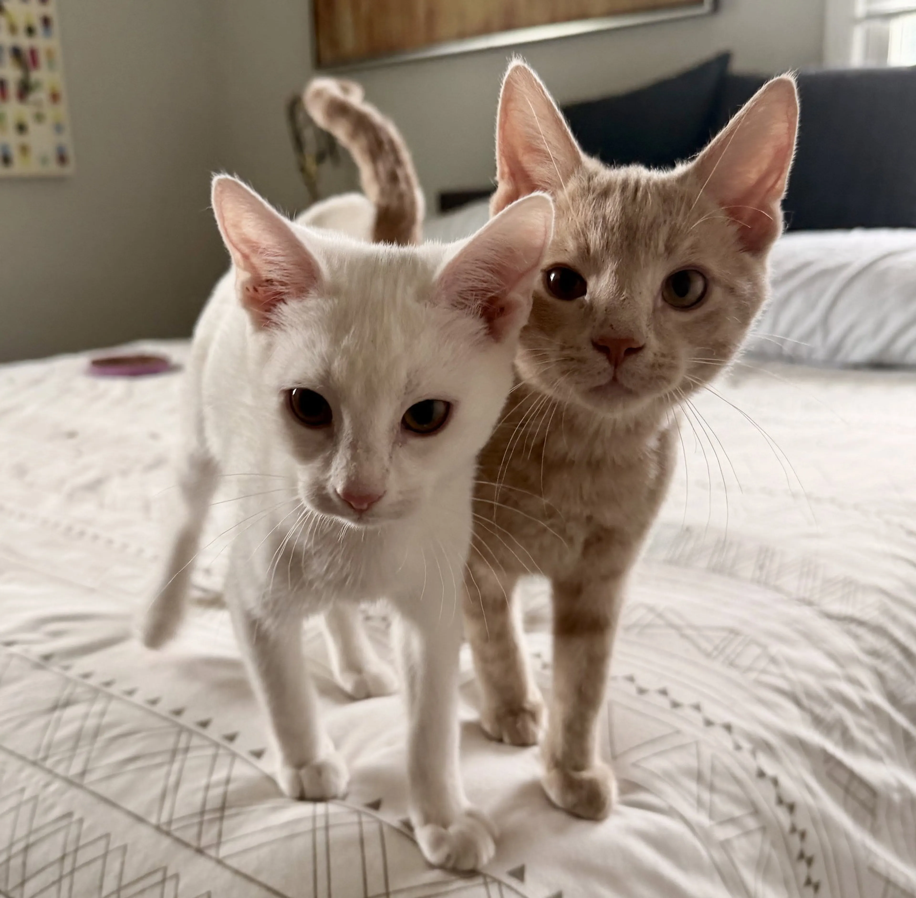 Found pet-2