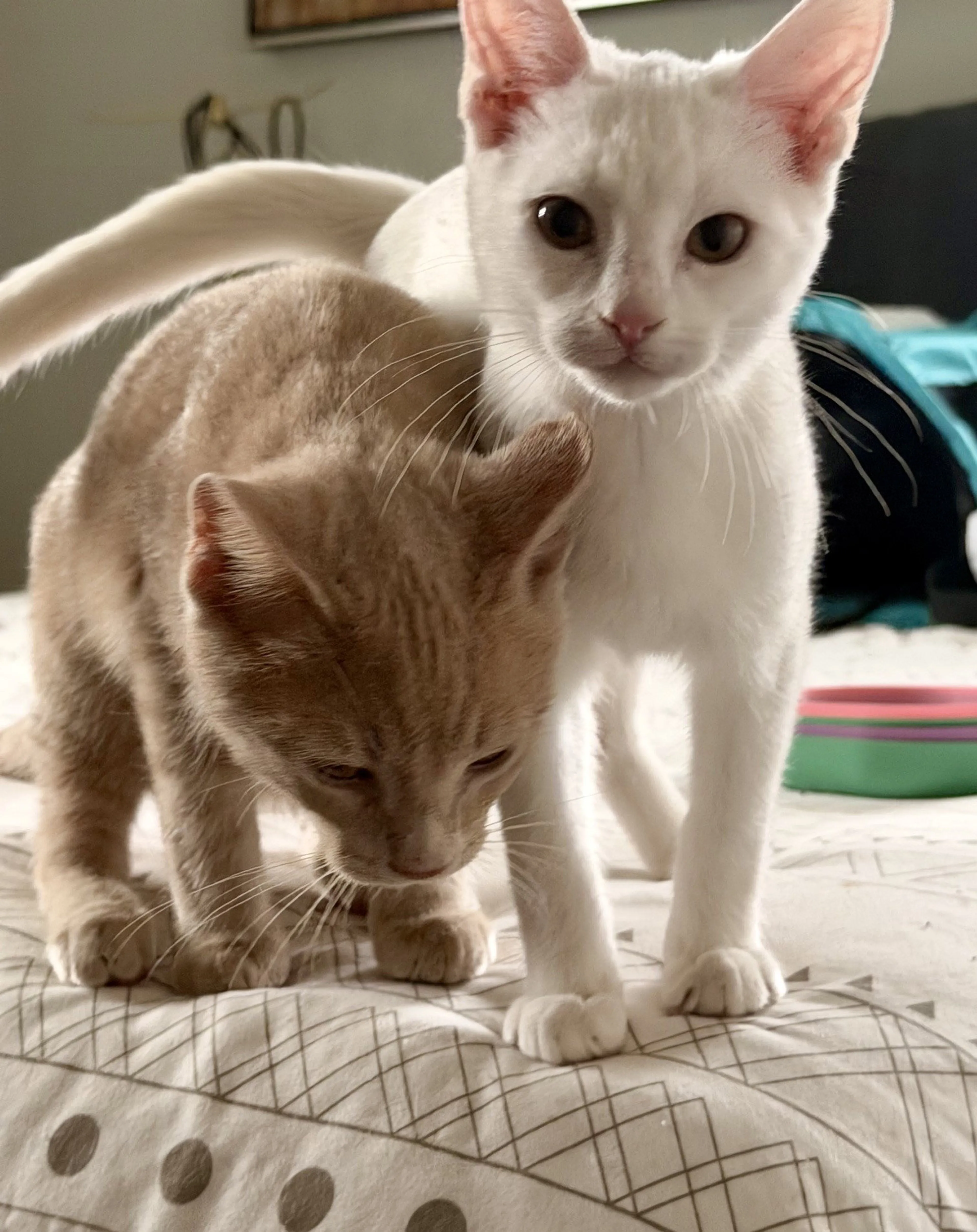 Found pet-4