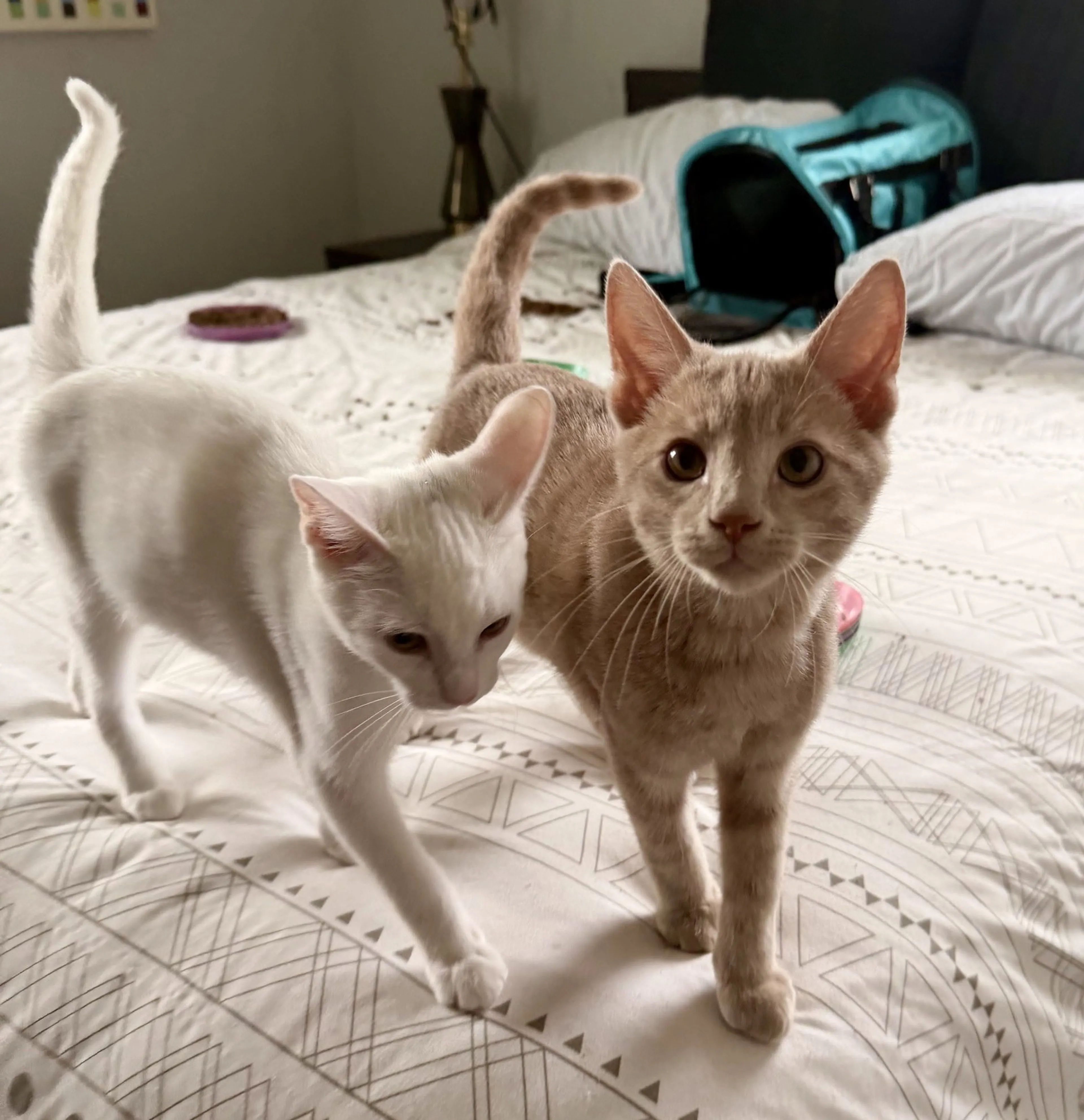Found pet-5