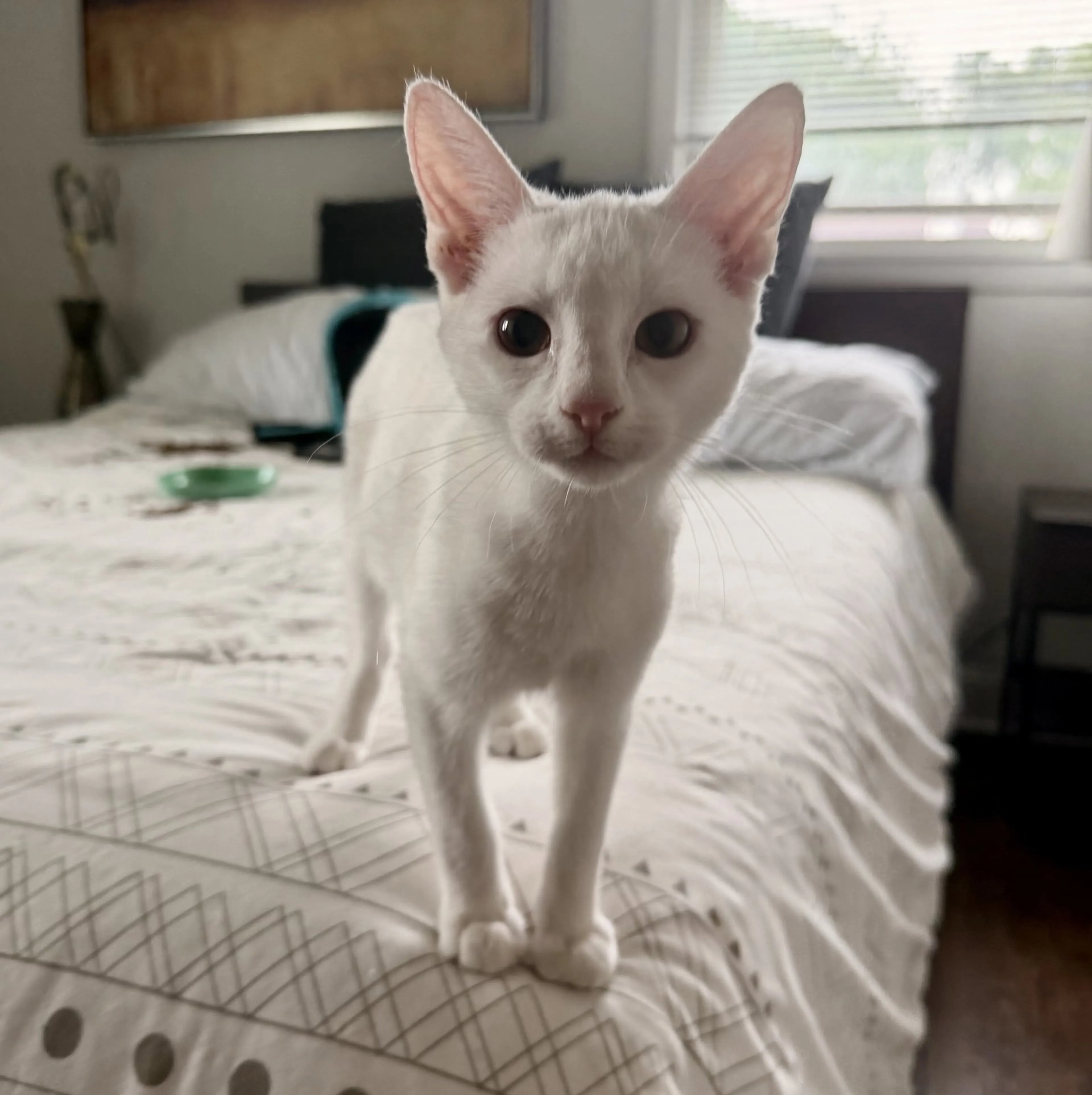 Found pet-0