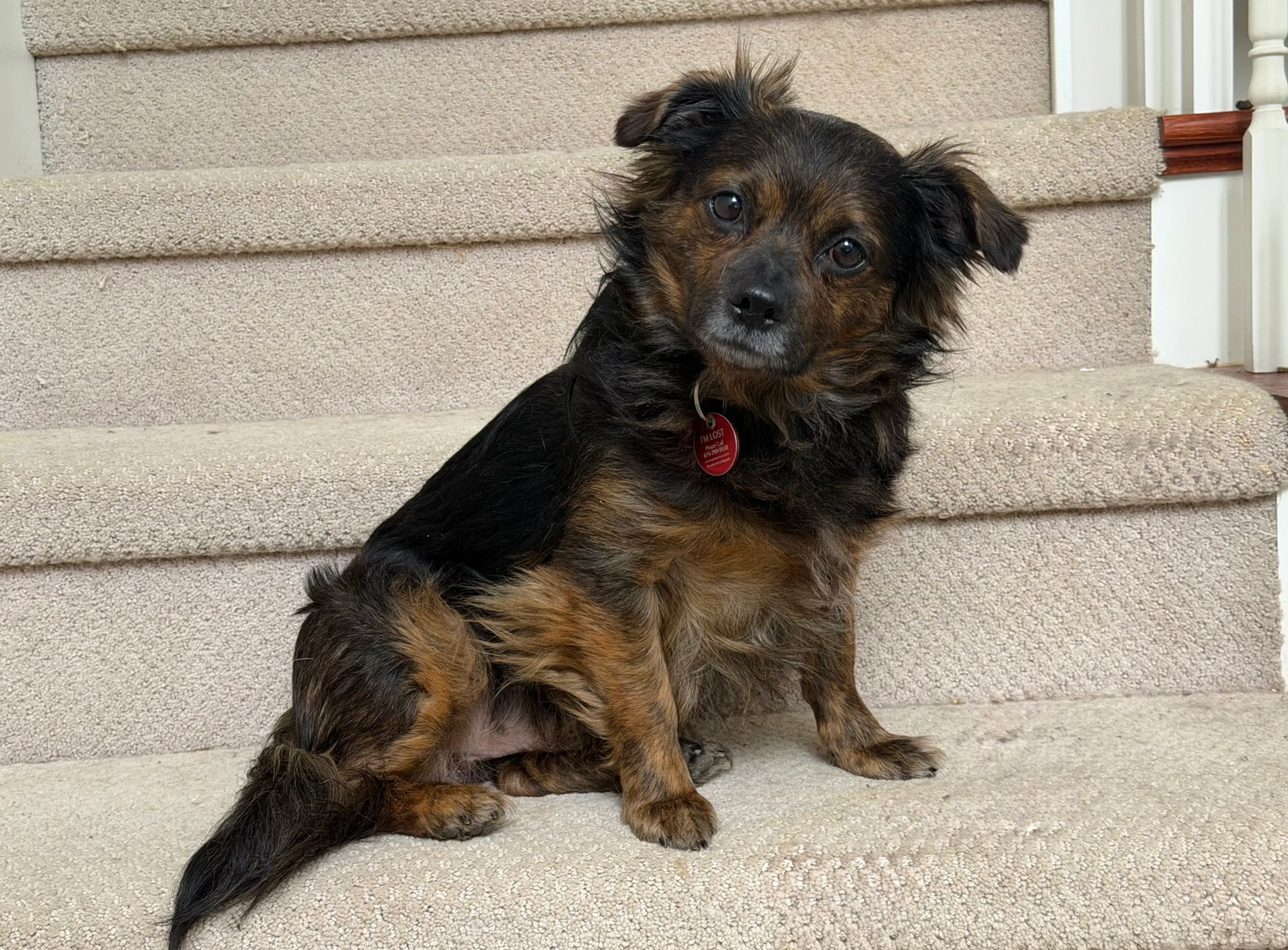 Found pet