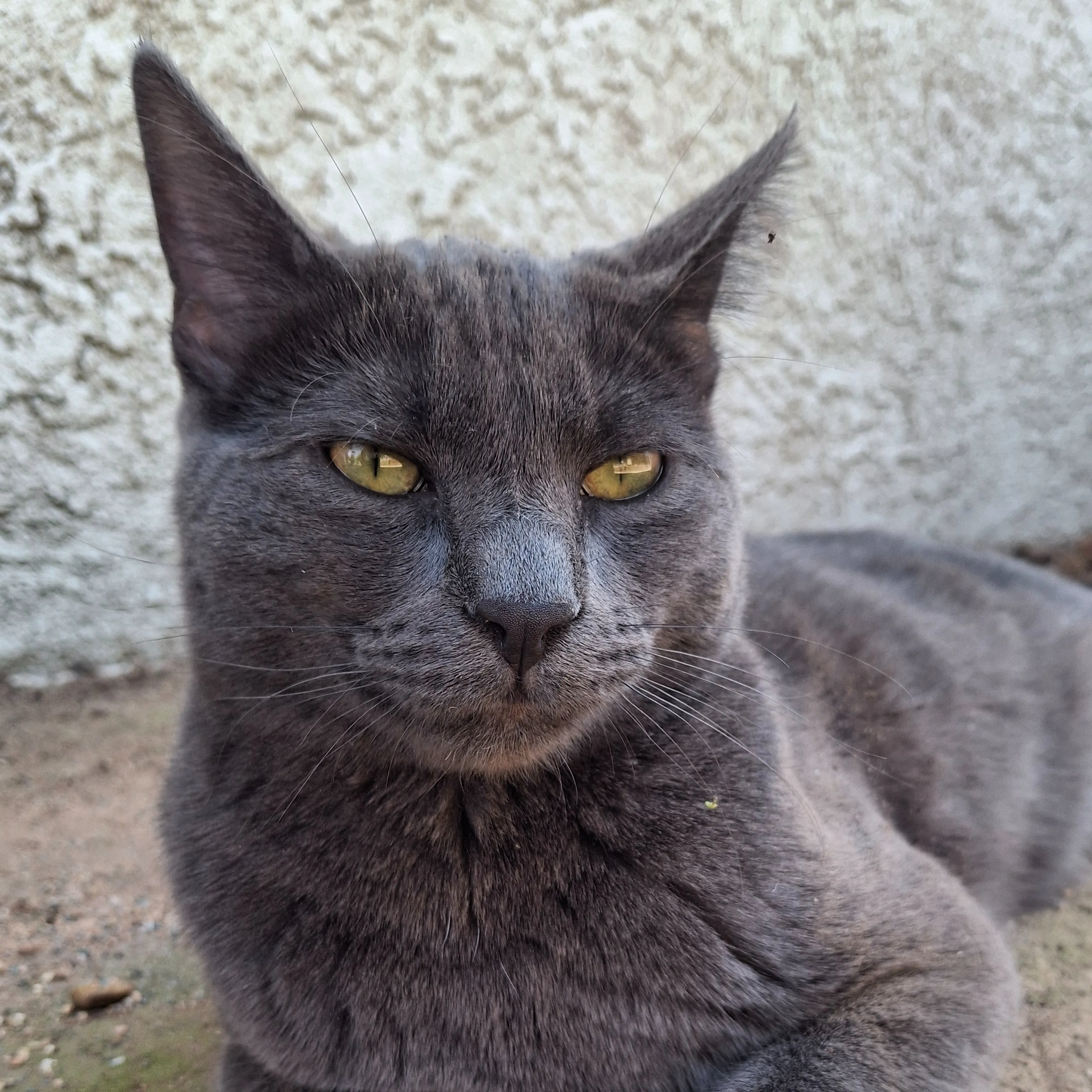 Lost pet-1