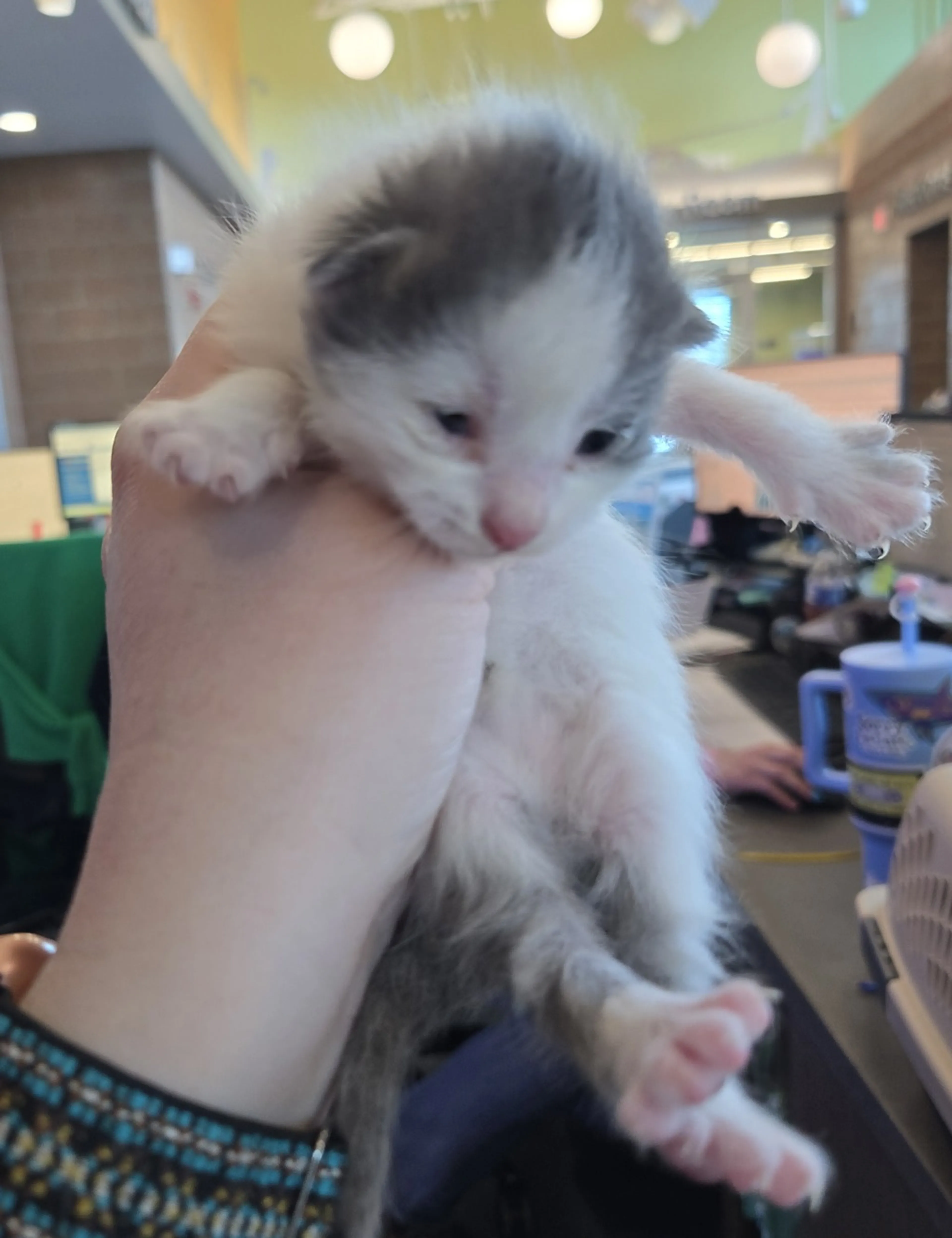 Found pet