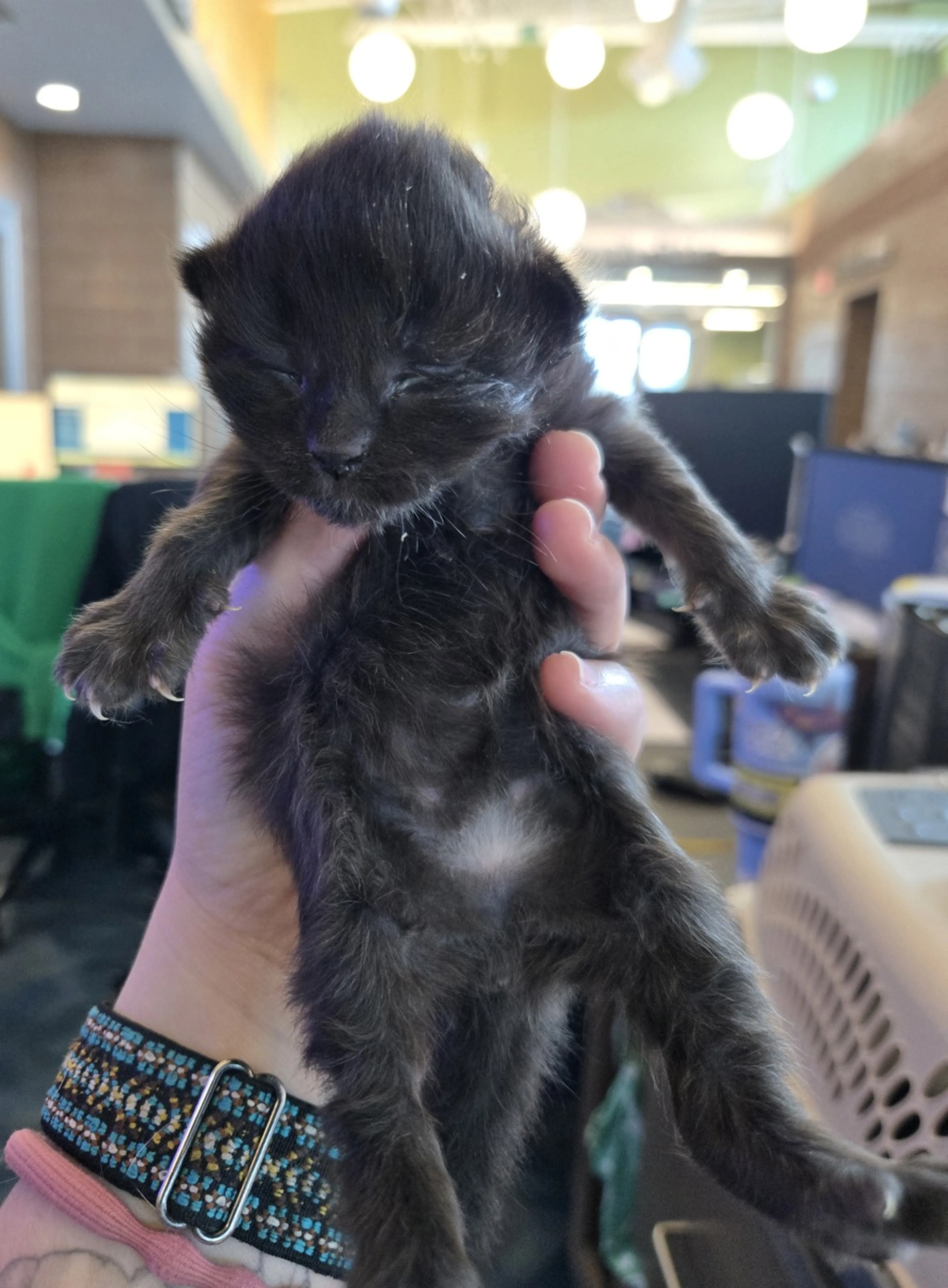 Found pet