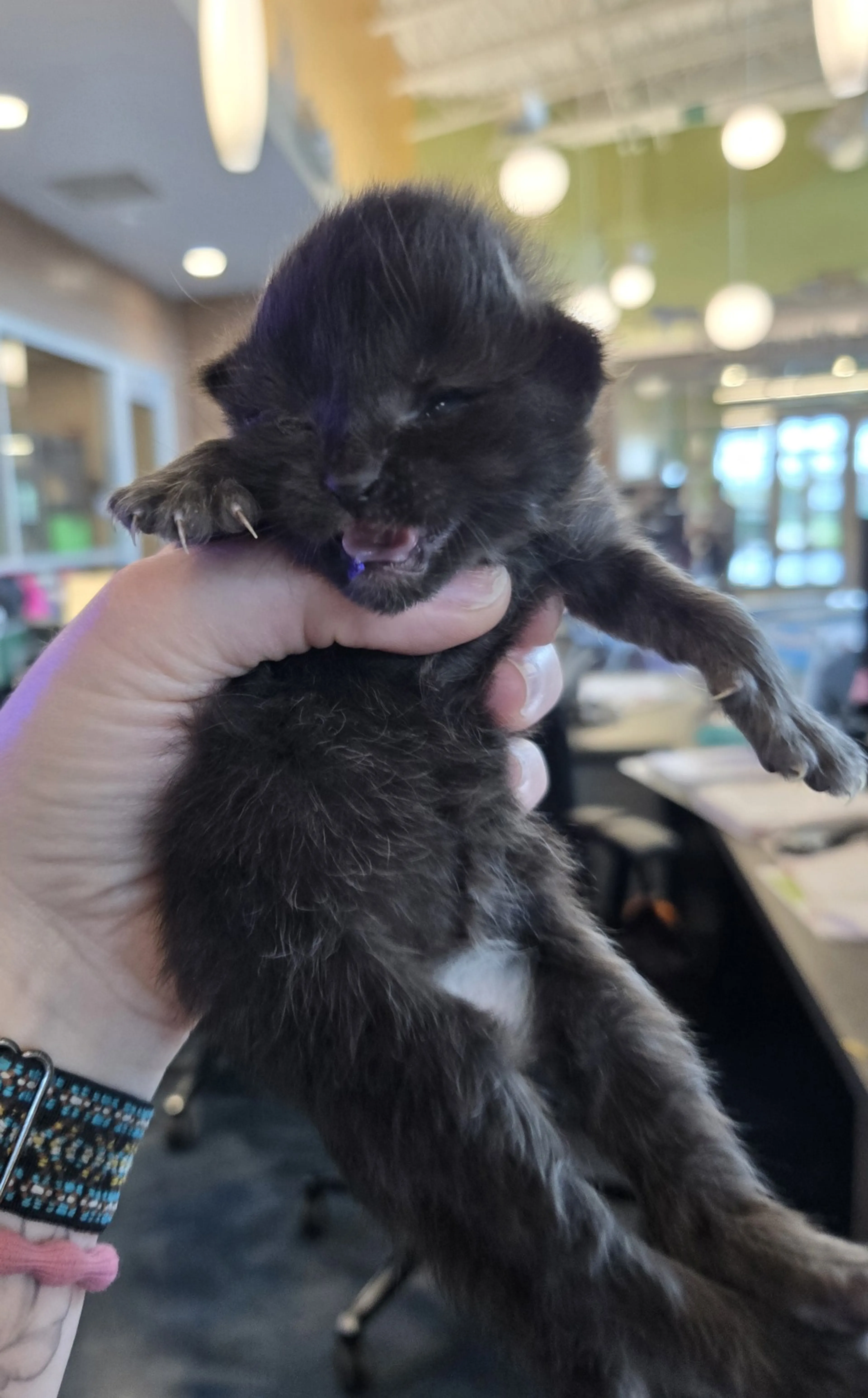 Found pet