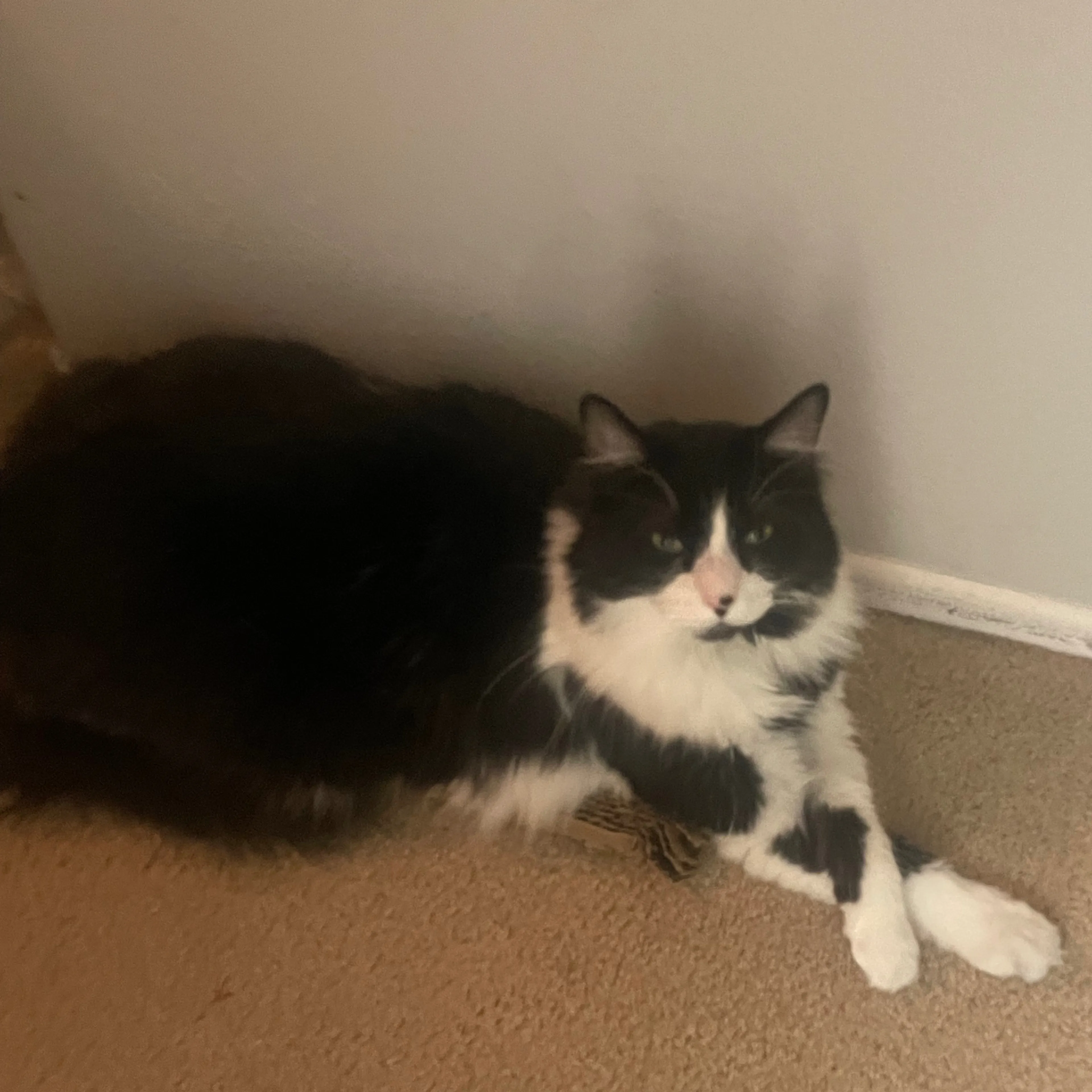 Lost pet-1