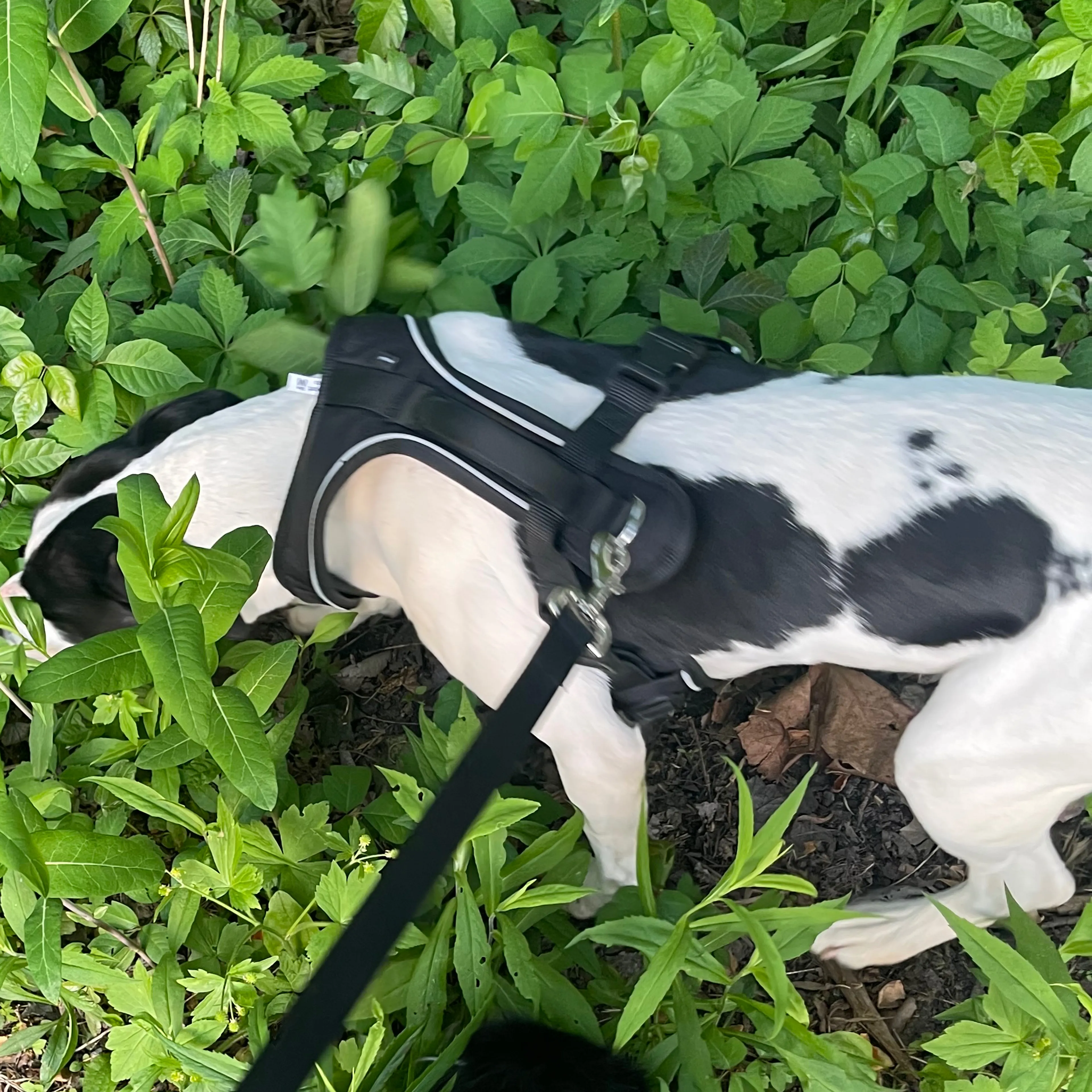 Lost pet-3