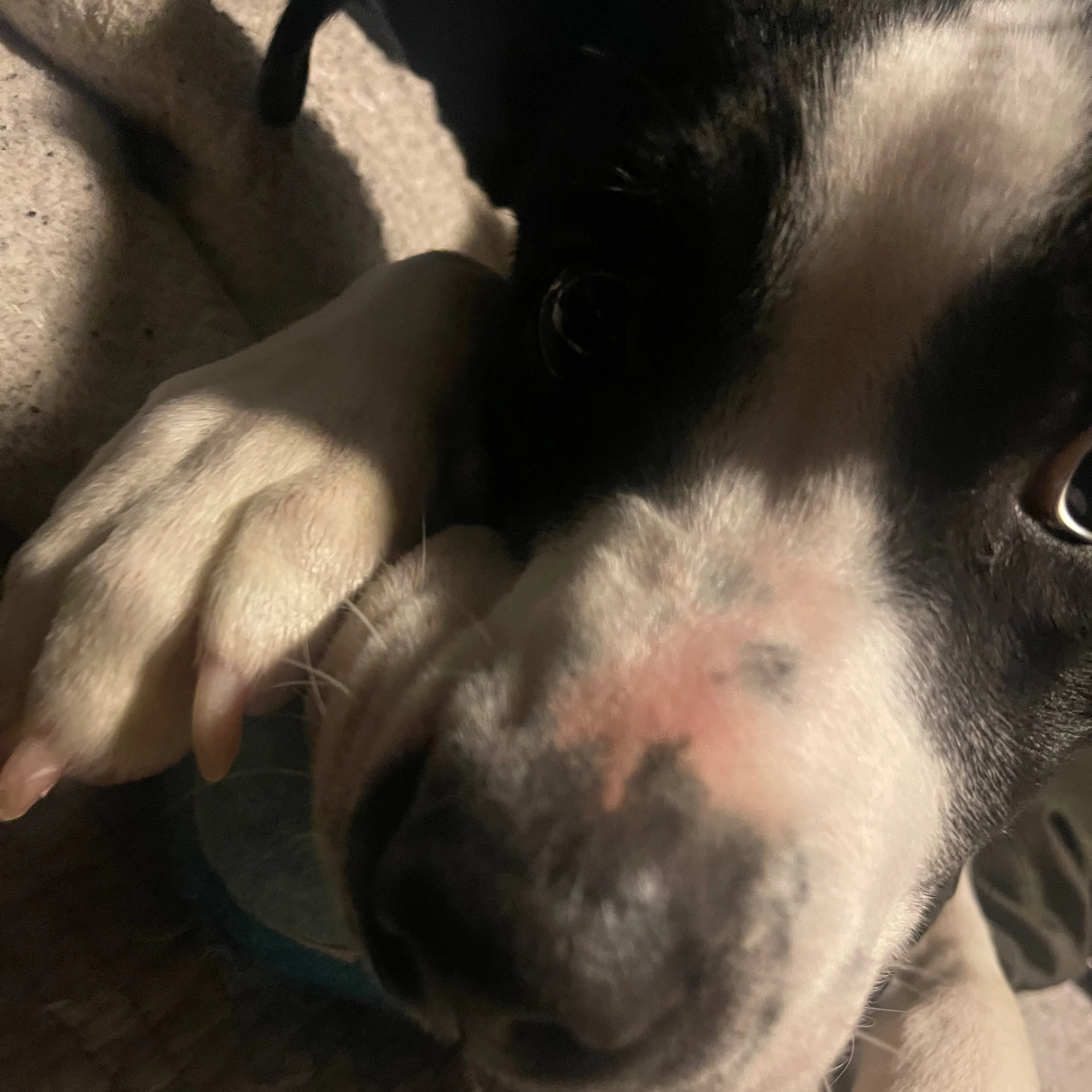 Lost pet-2