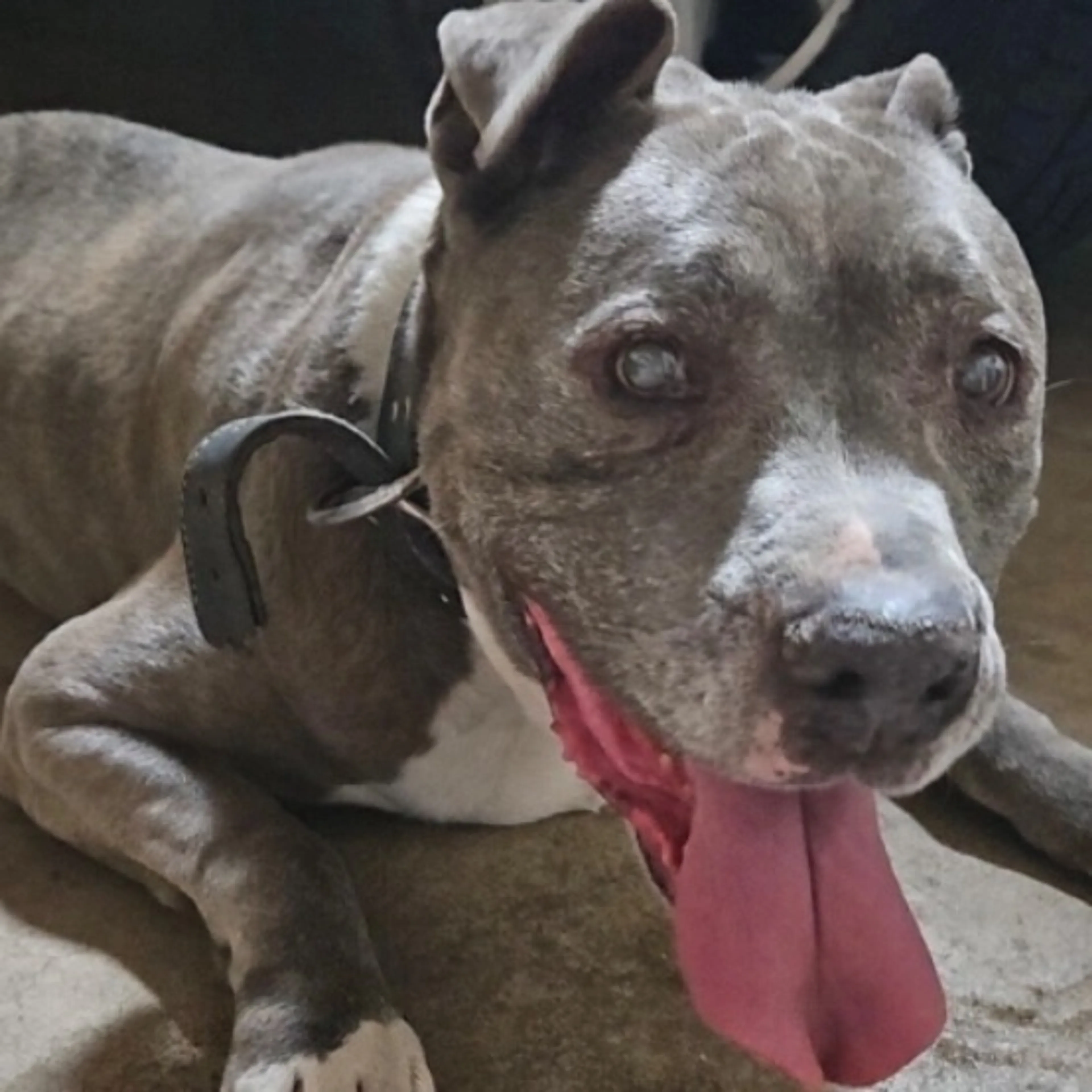 Found pet