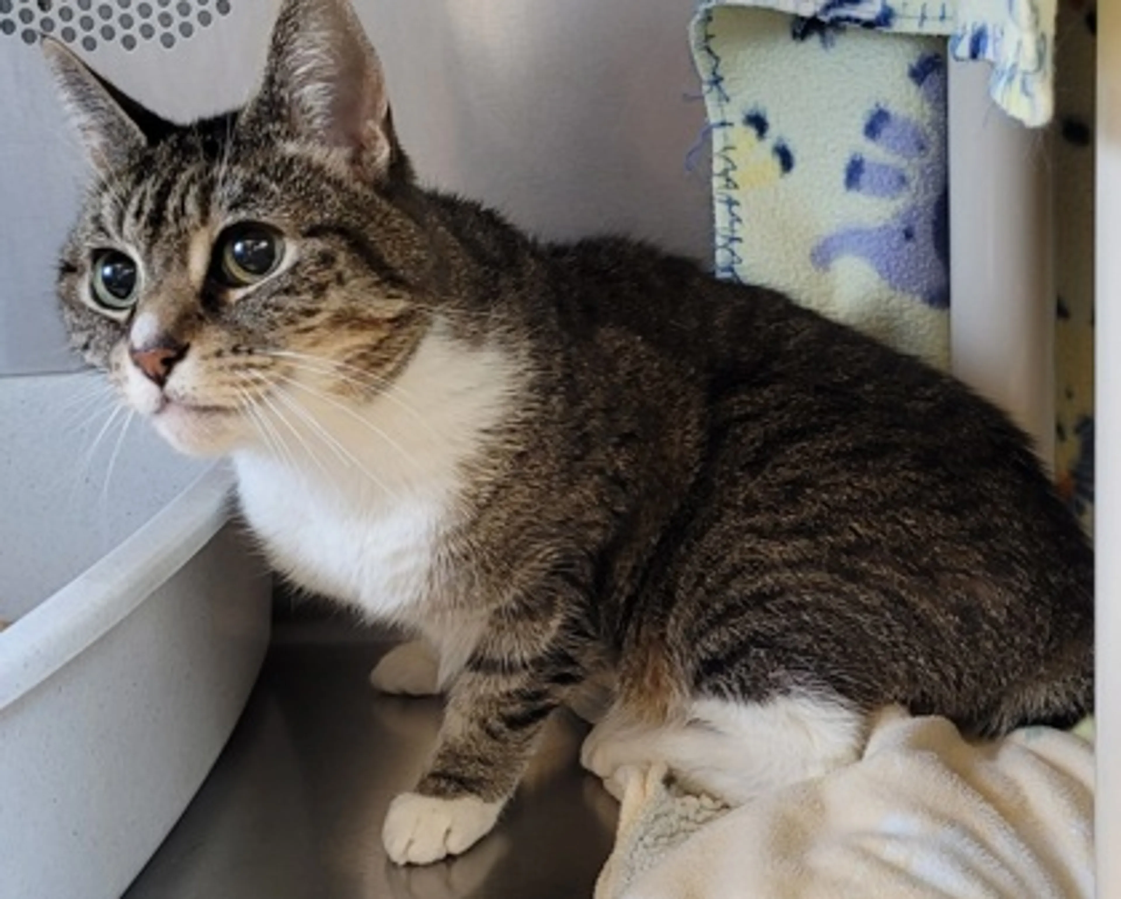 Found pet-1