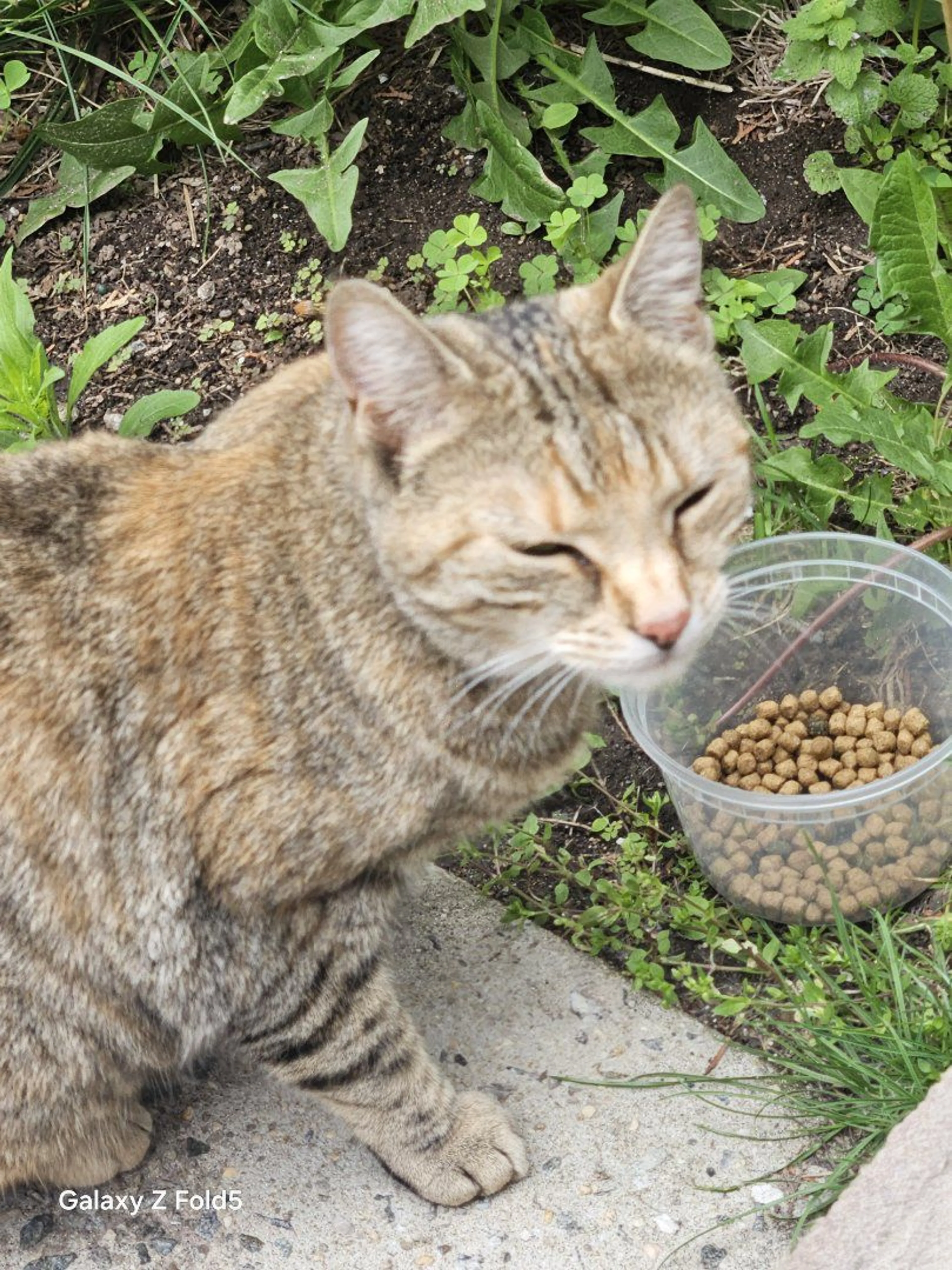 Lost pet-1