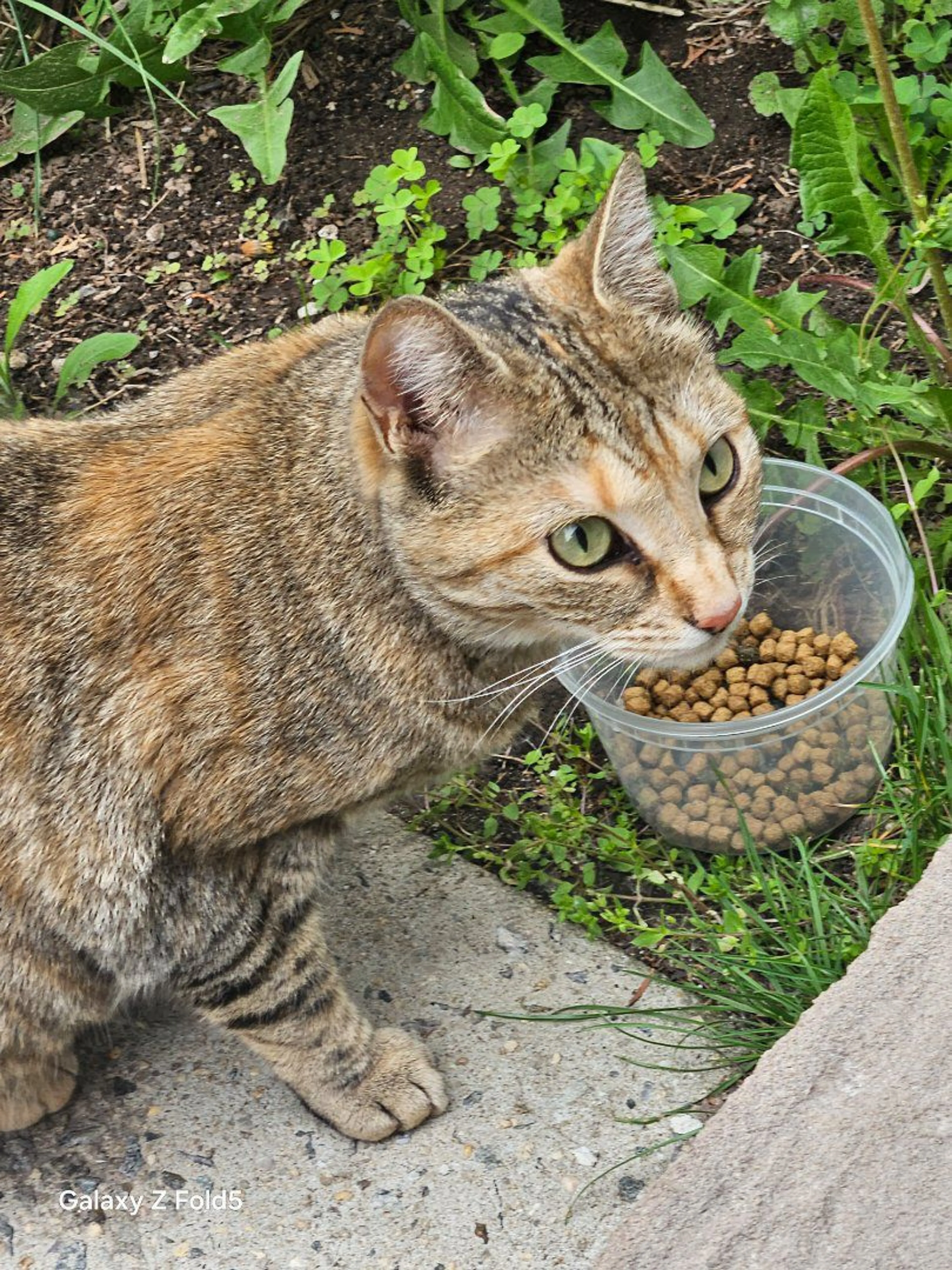 Lost pet-0
