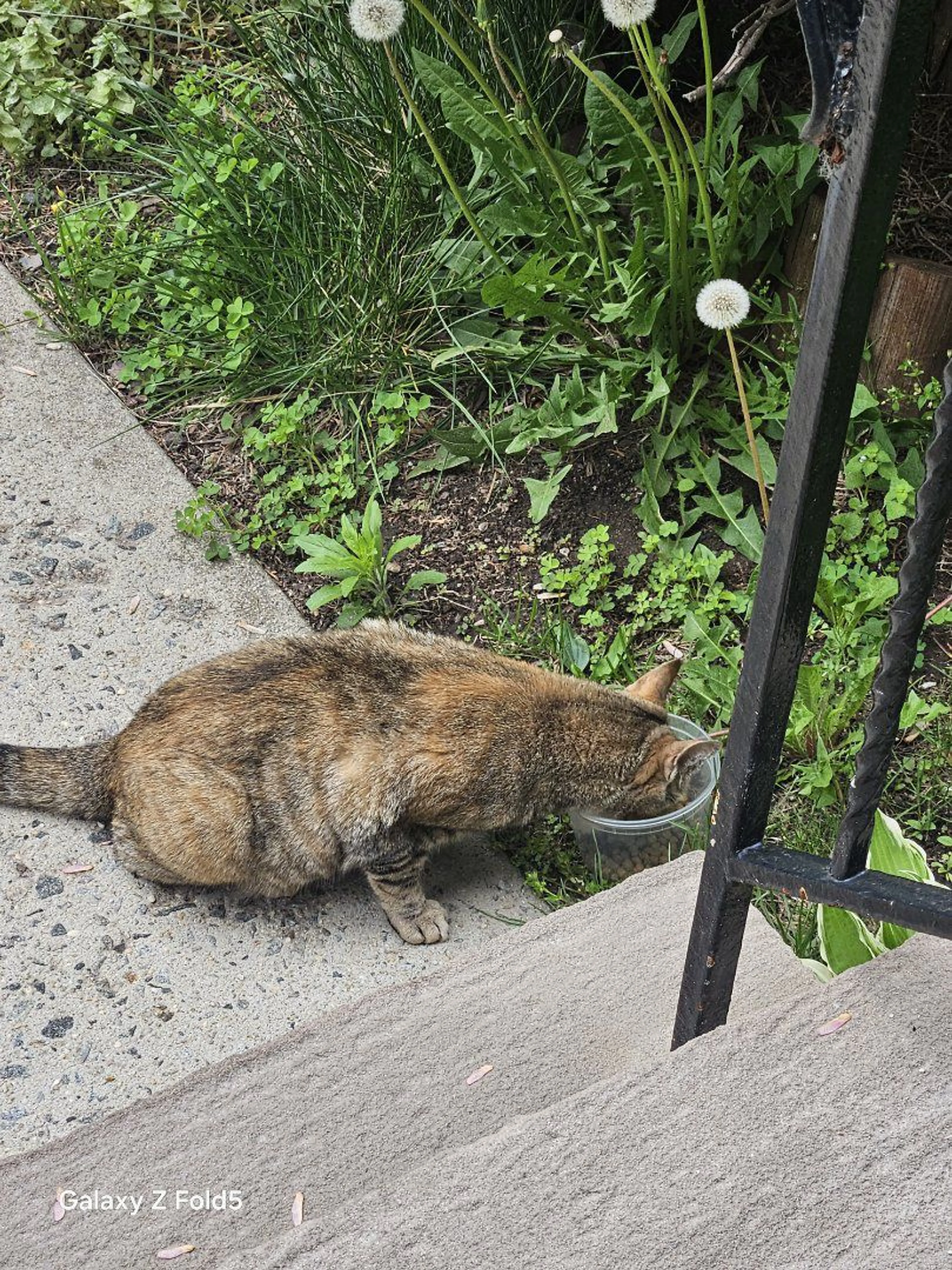 Lost pet-2