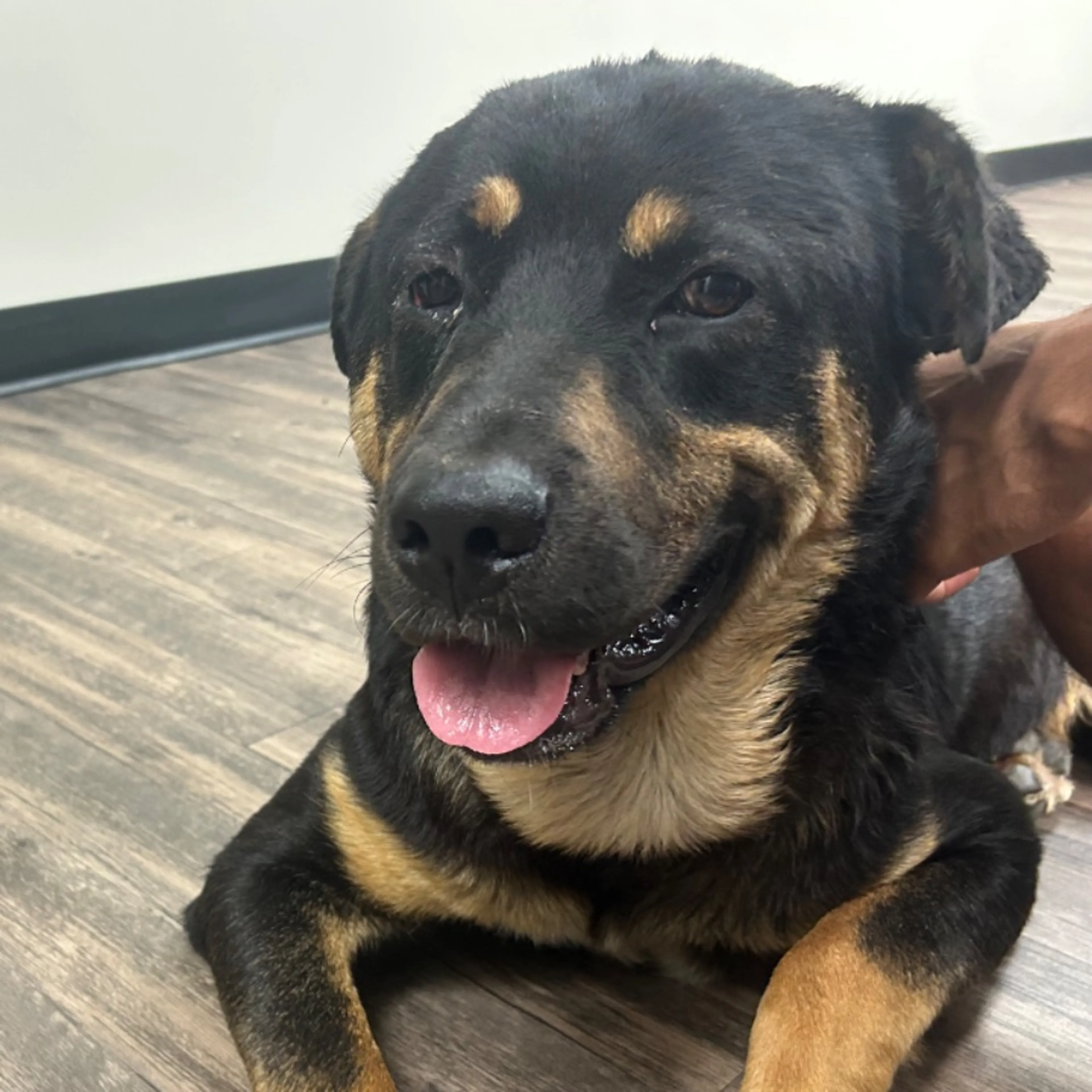Found pet