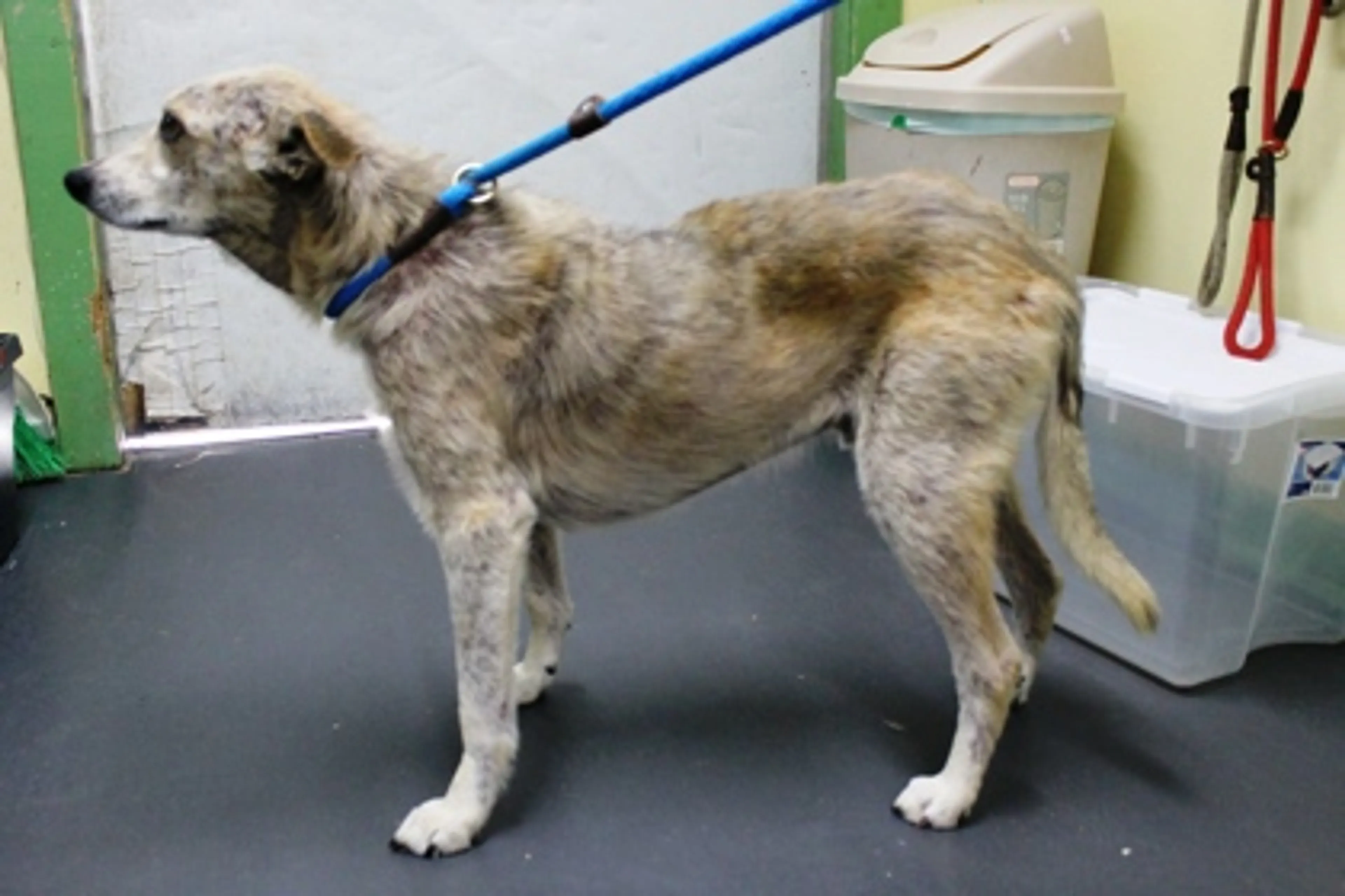 Found pet-2