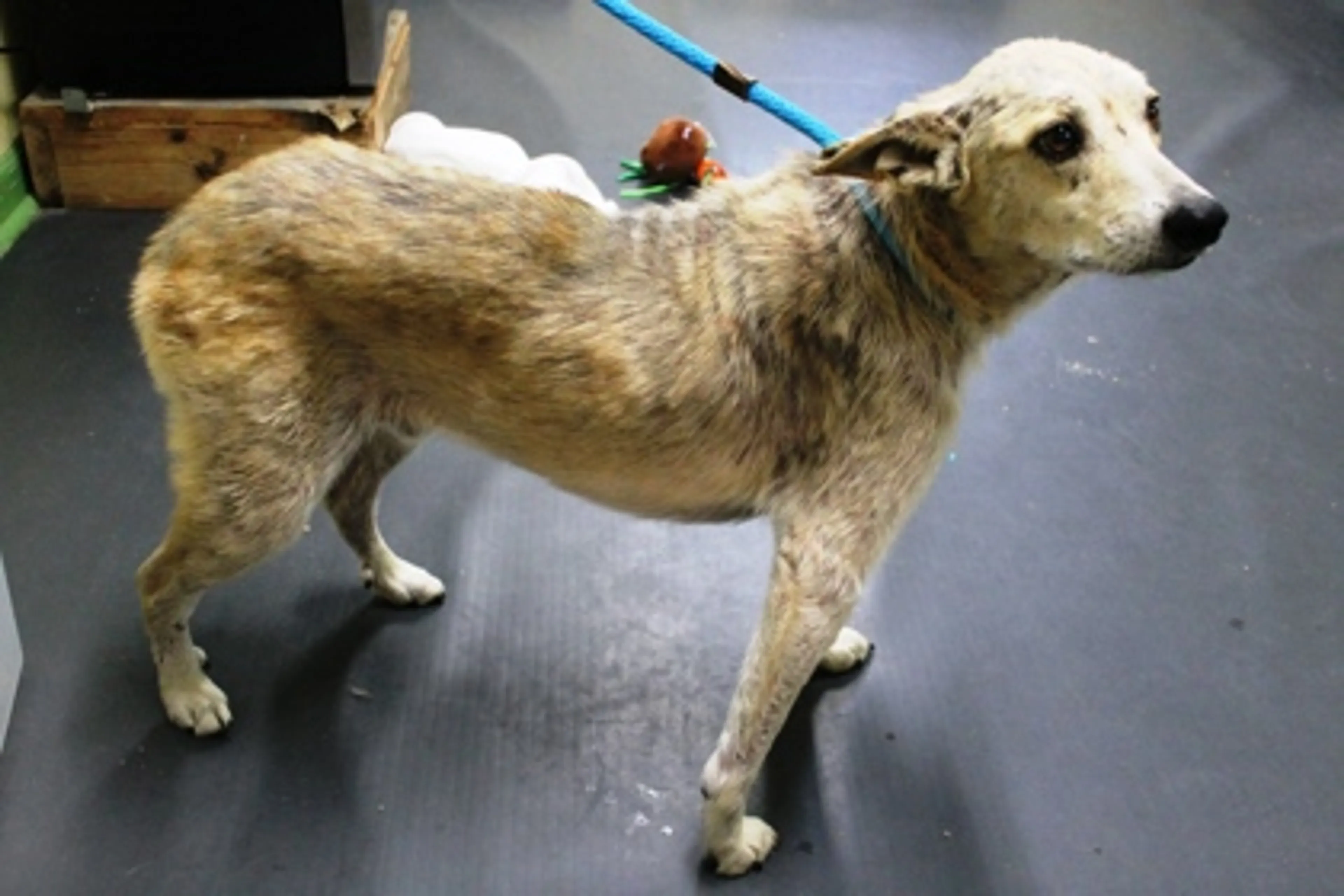 Found pet-1