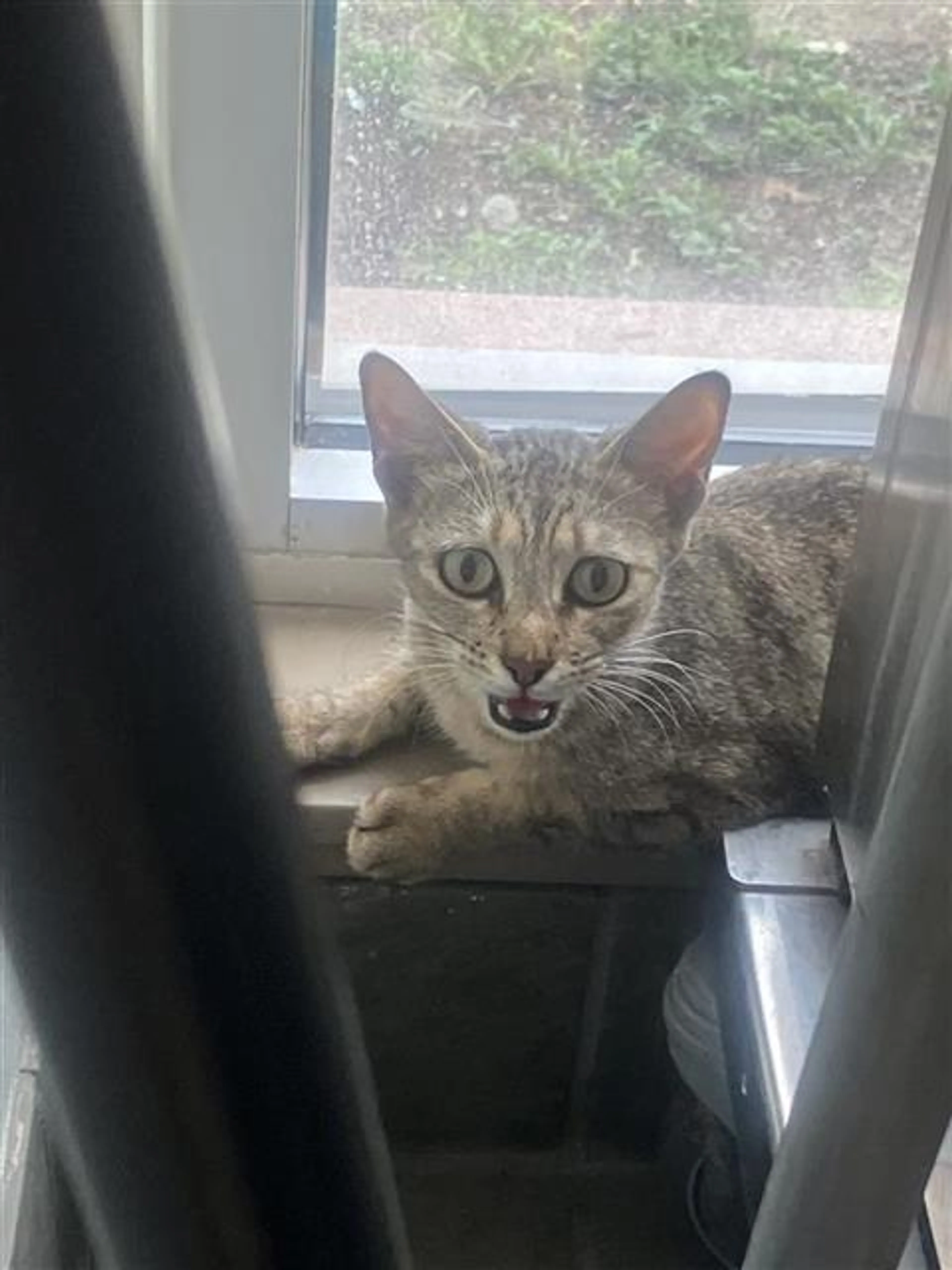 Found pet