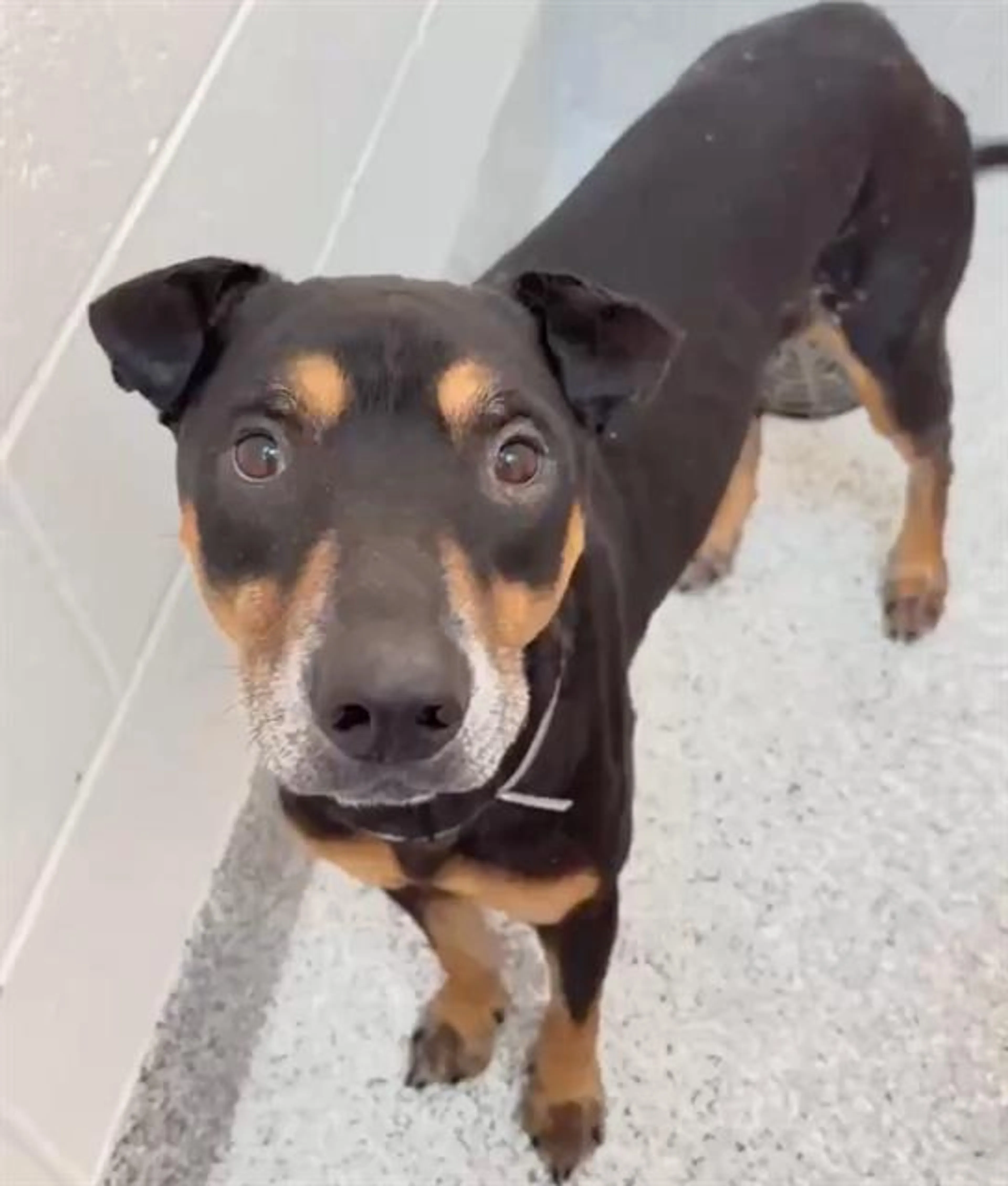 Found pet
