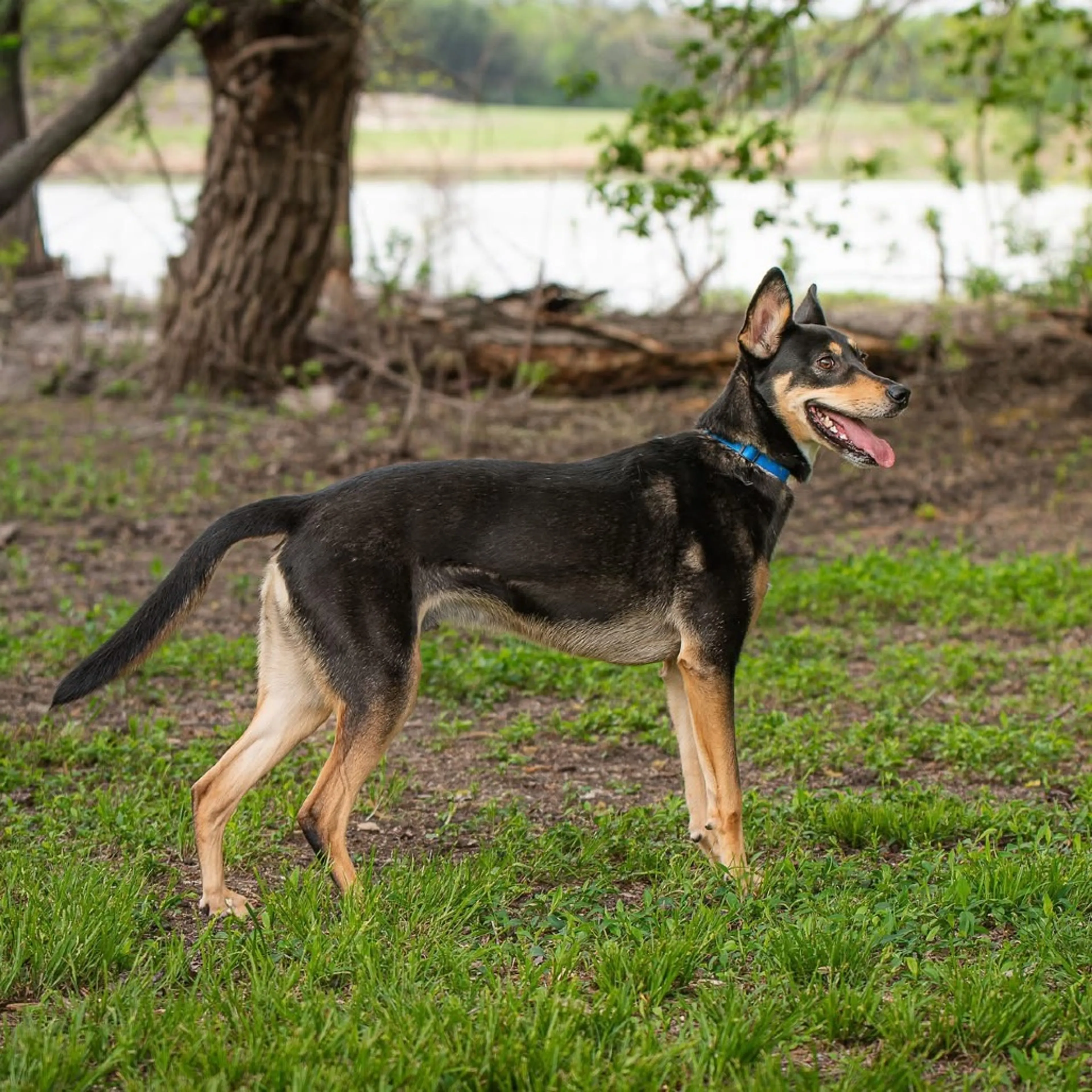 Found pet-5