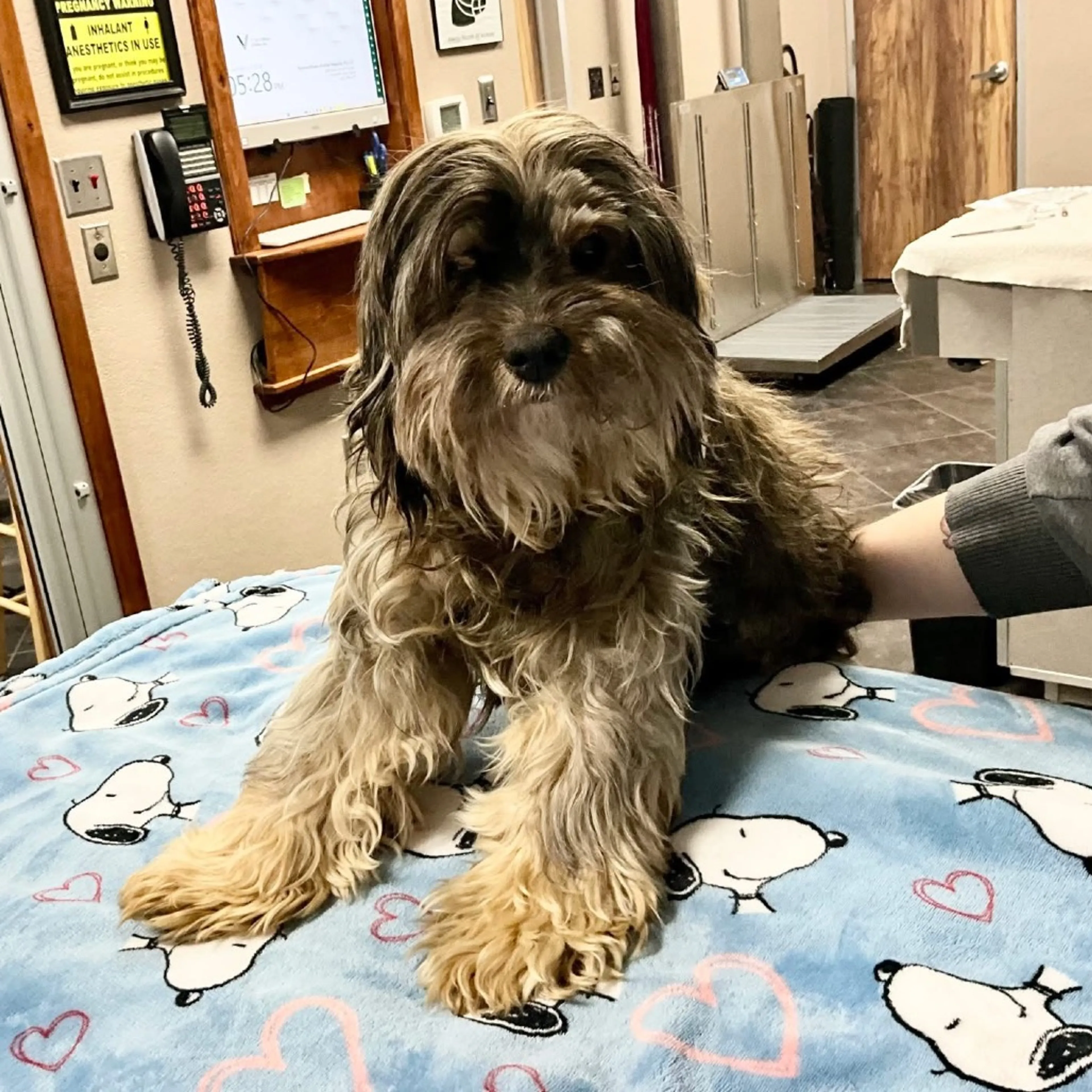 Found pet-2