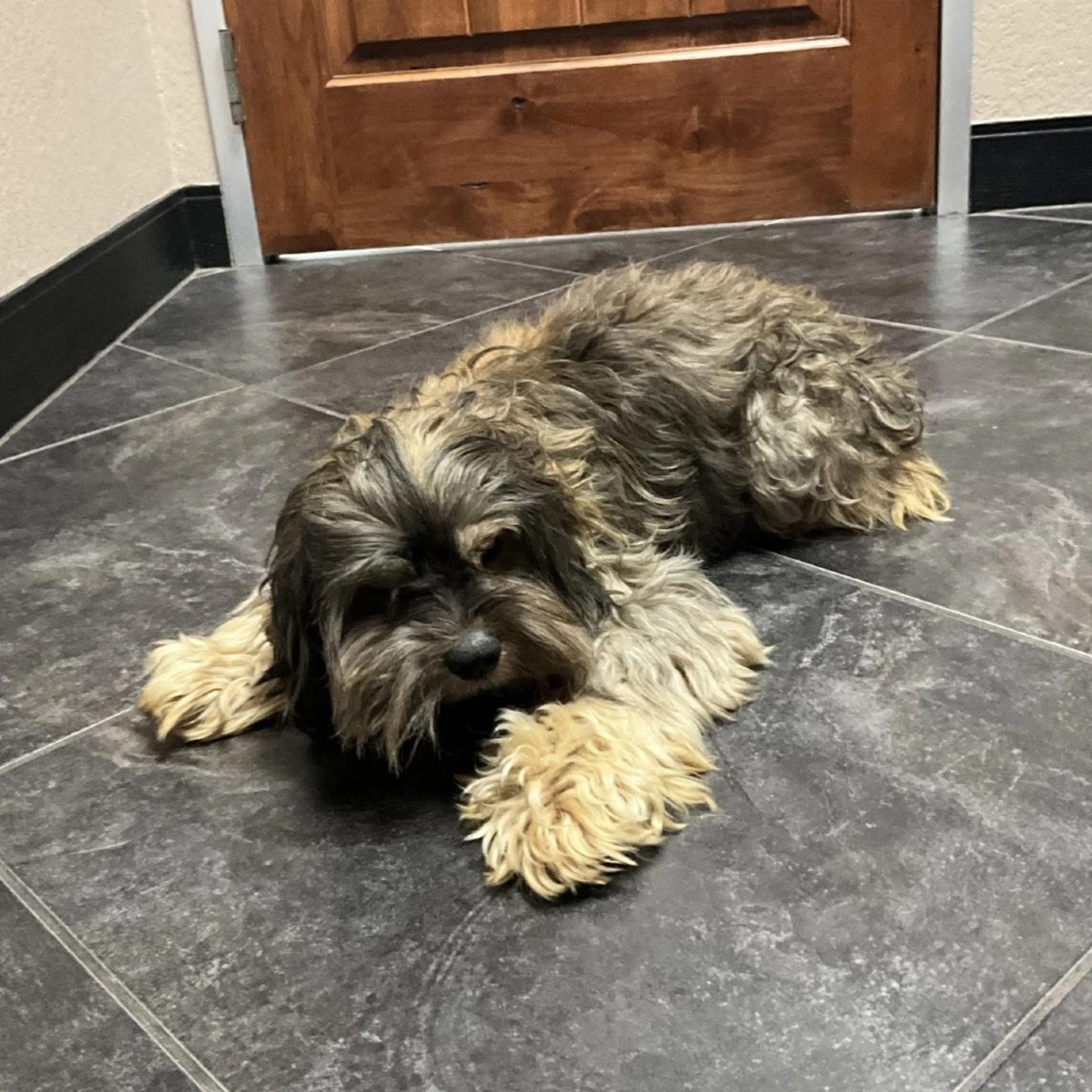 Found pet-1
