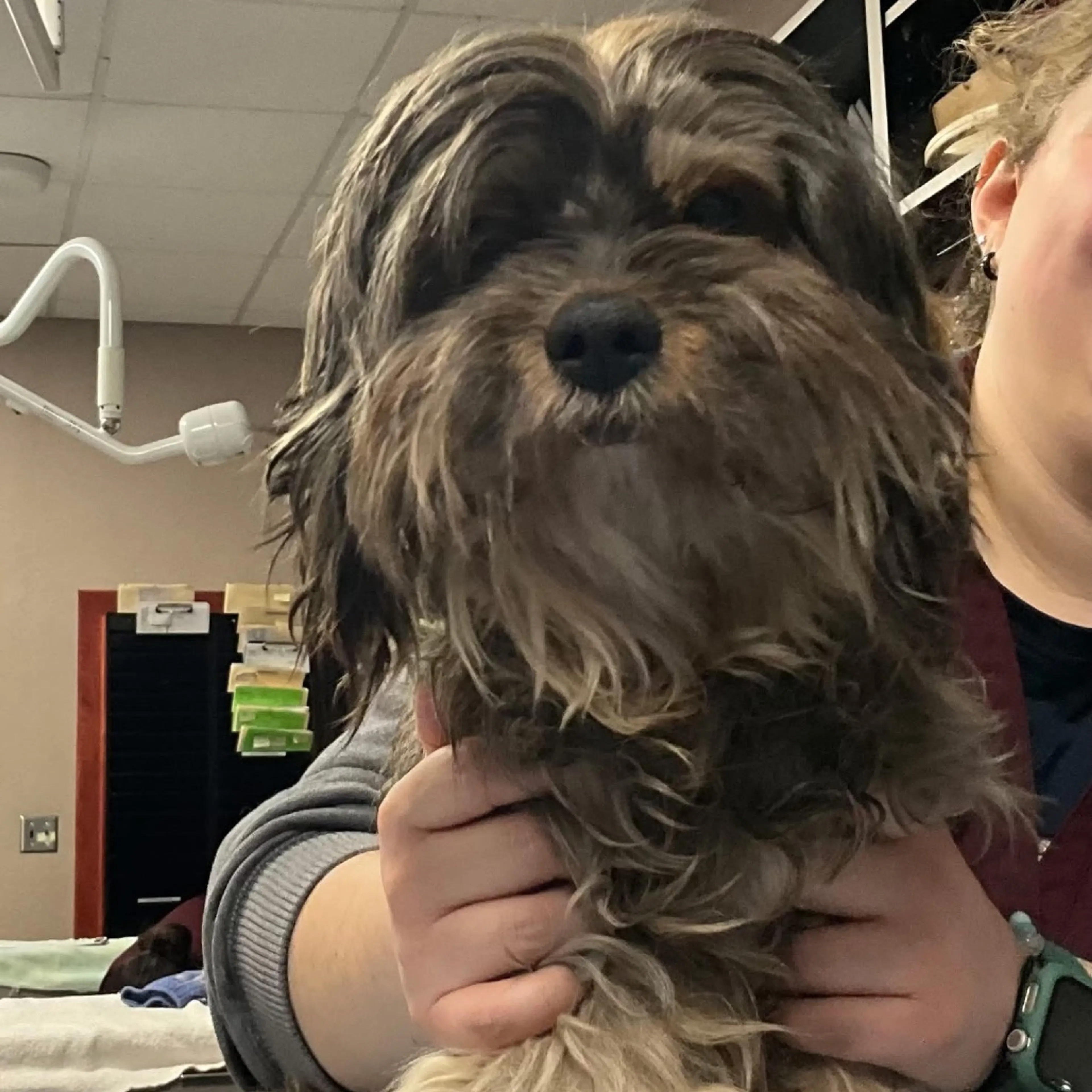 Found pet-3