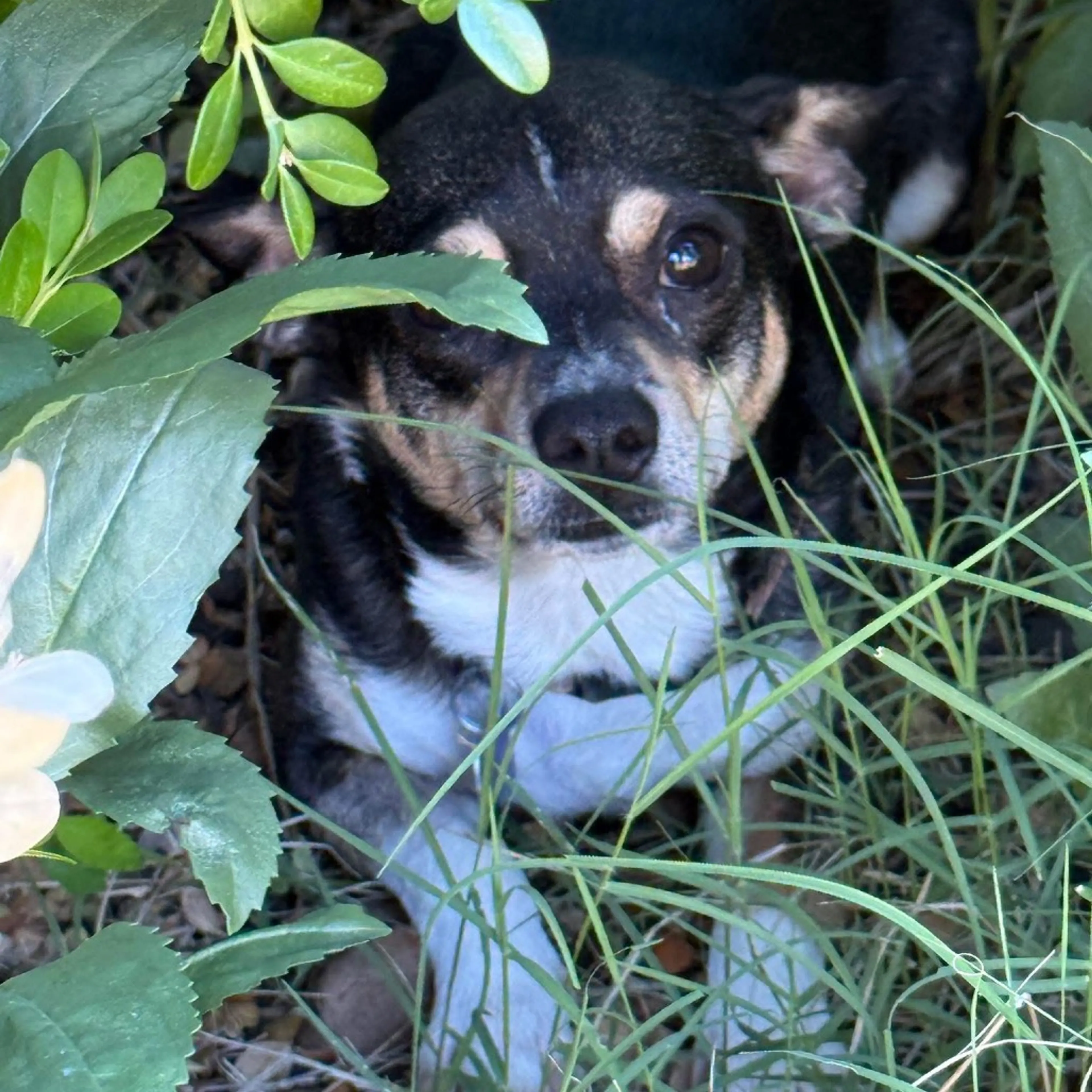 Found pet-20