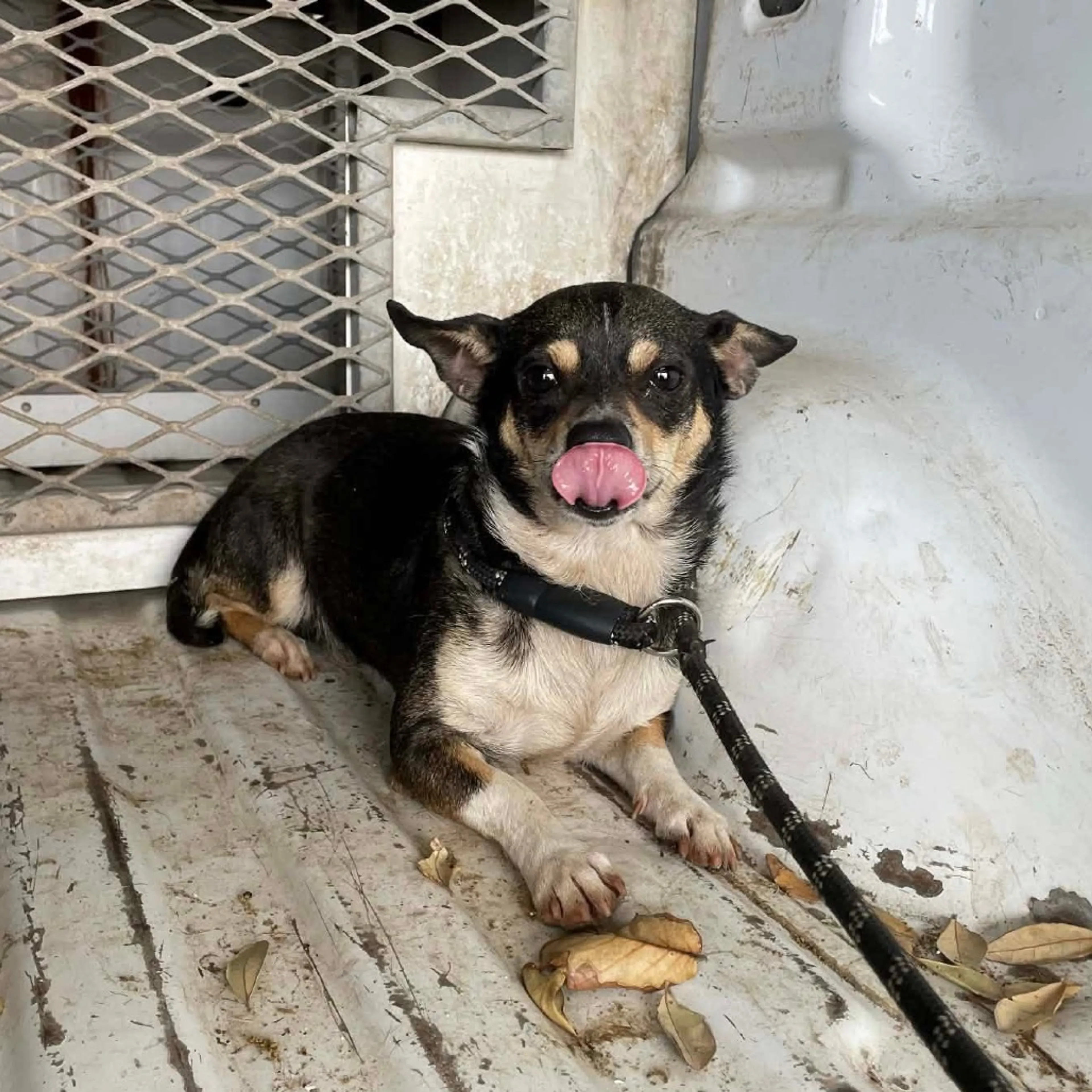 Found pet-2