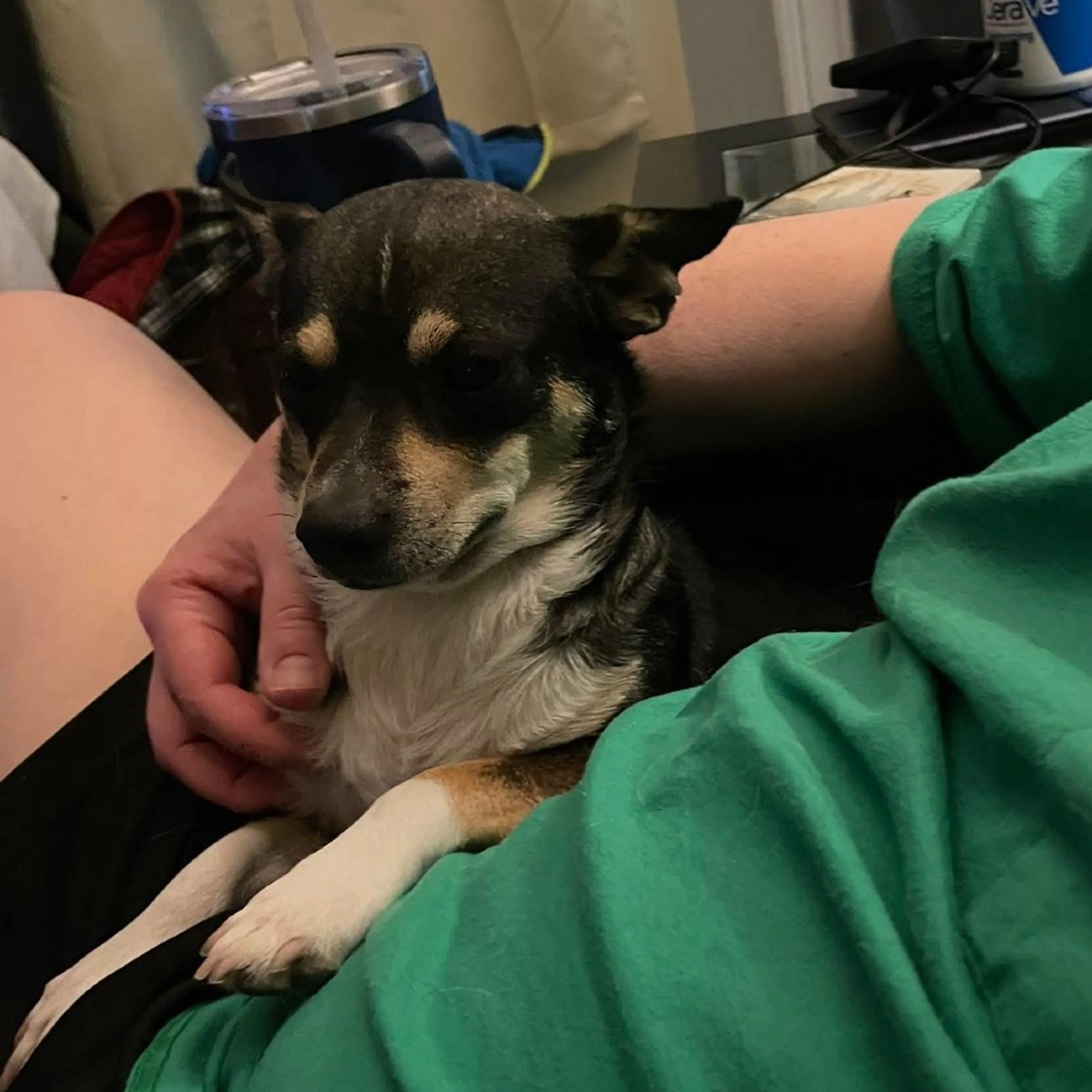 Found pet-9