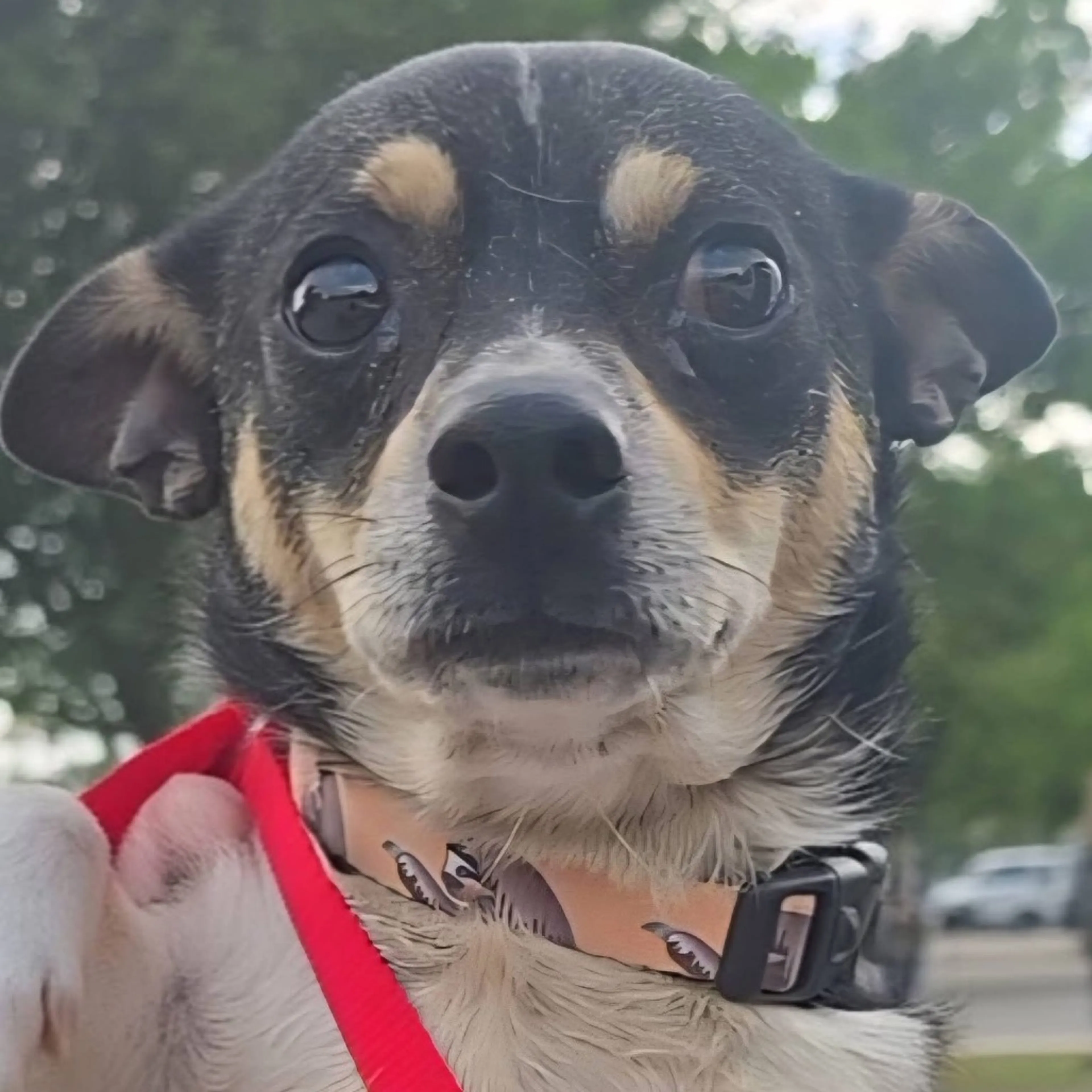 Found pet-6