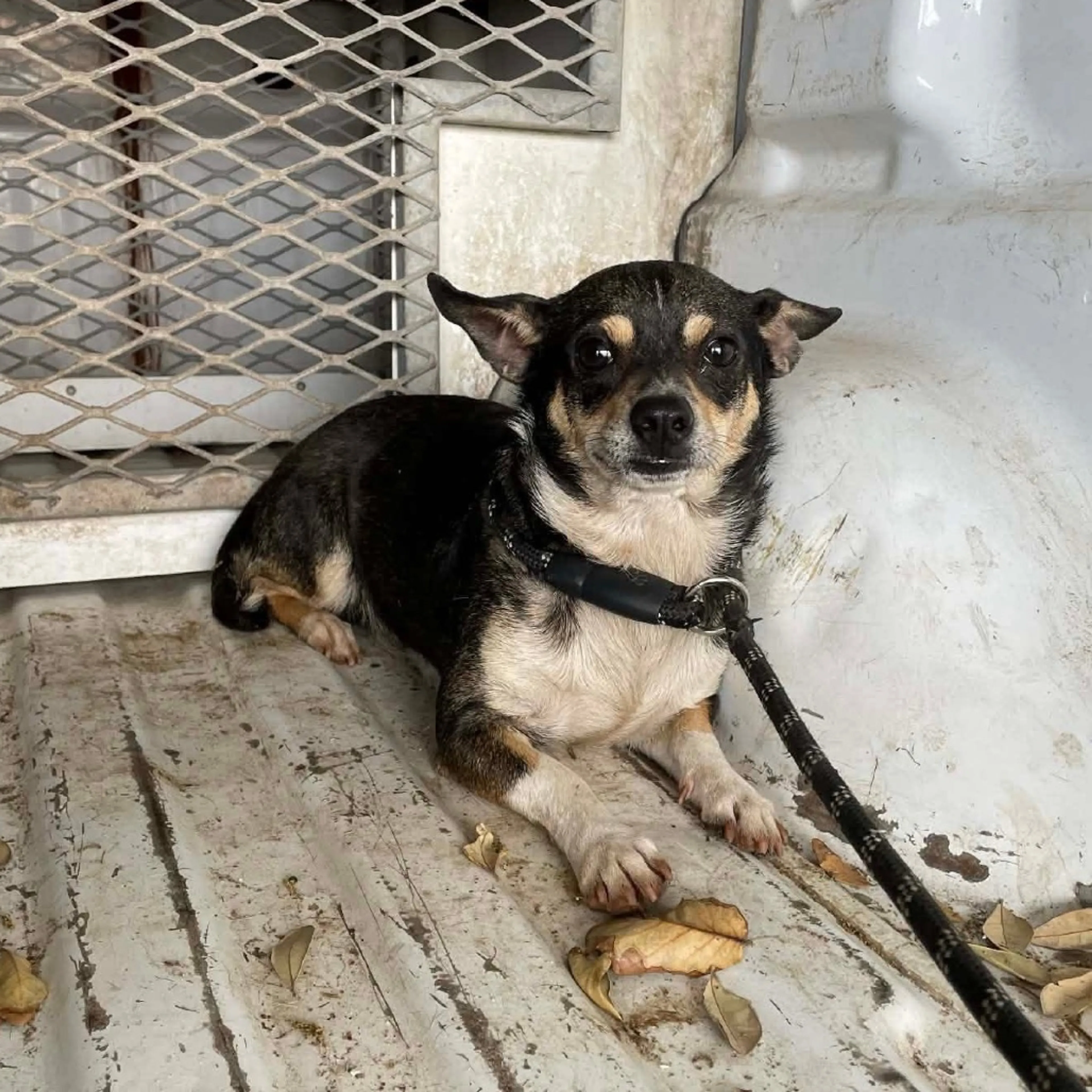 Found pet-1