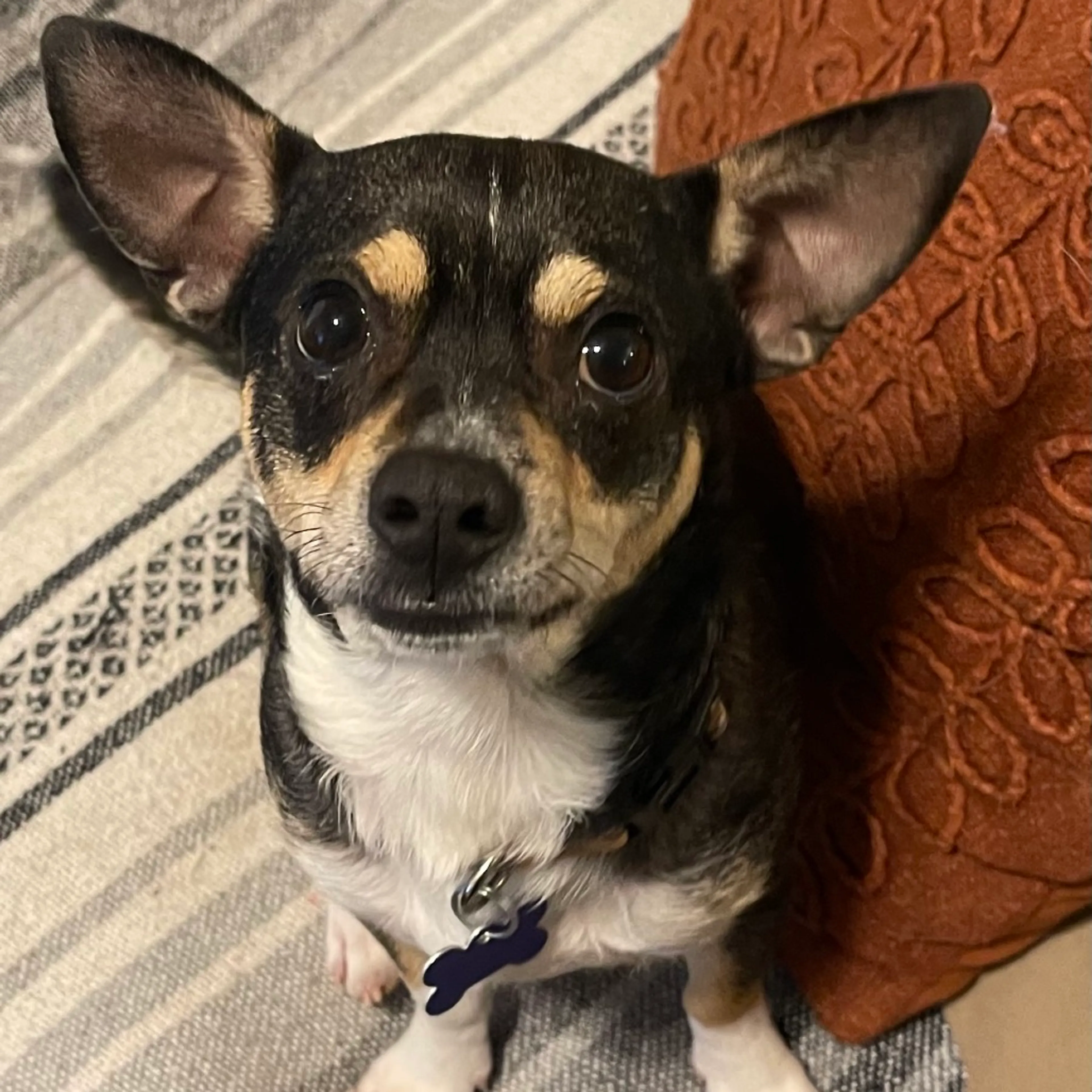 Found pet-17