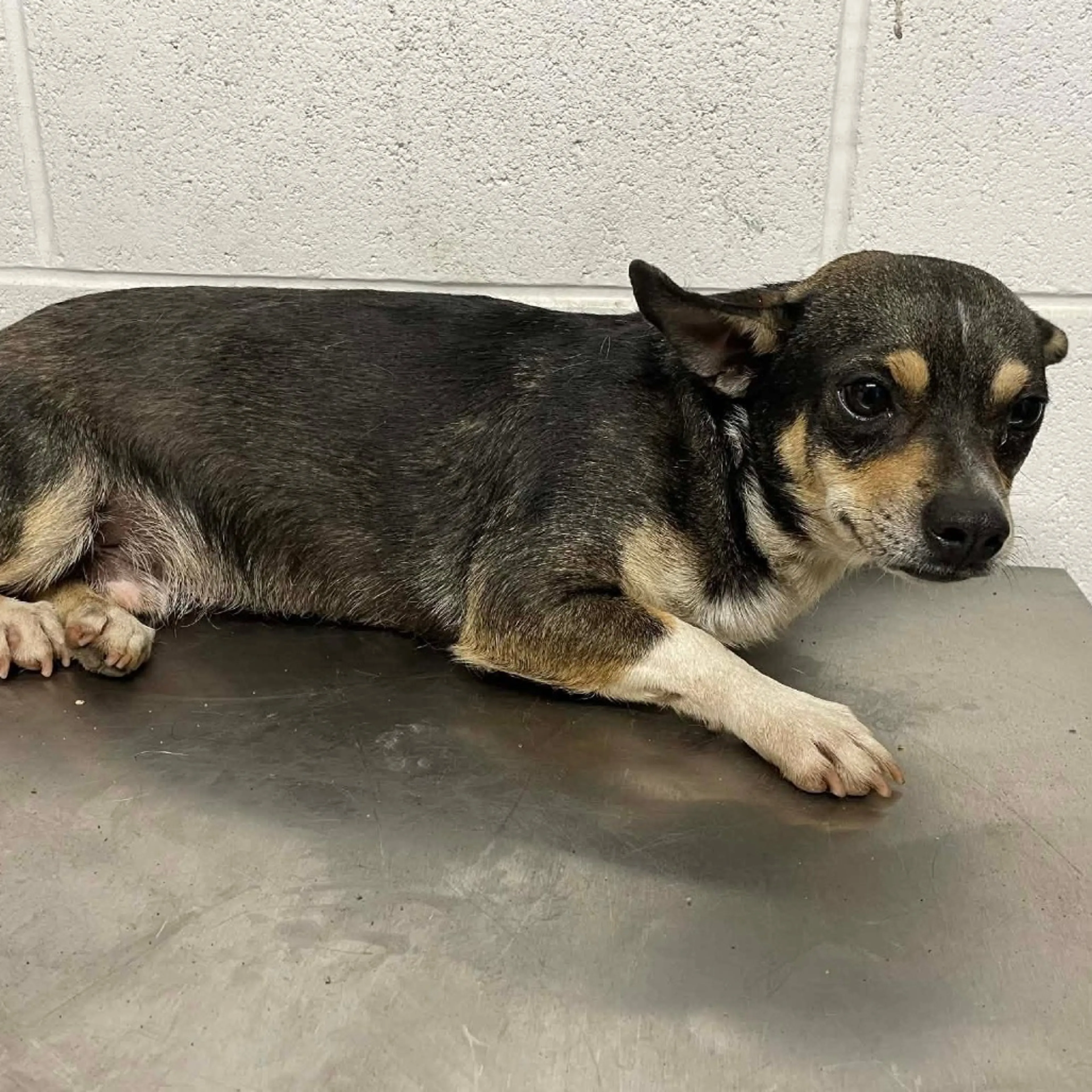 Found pet-5