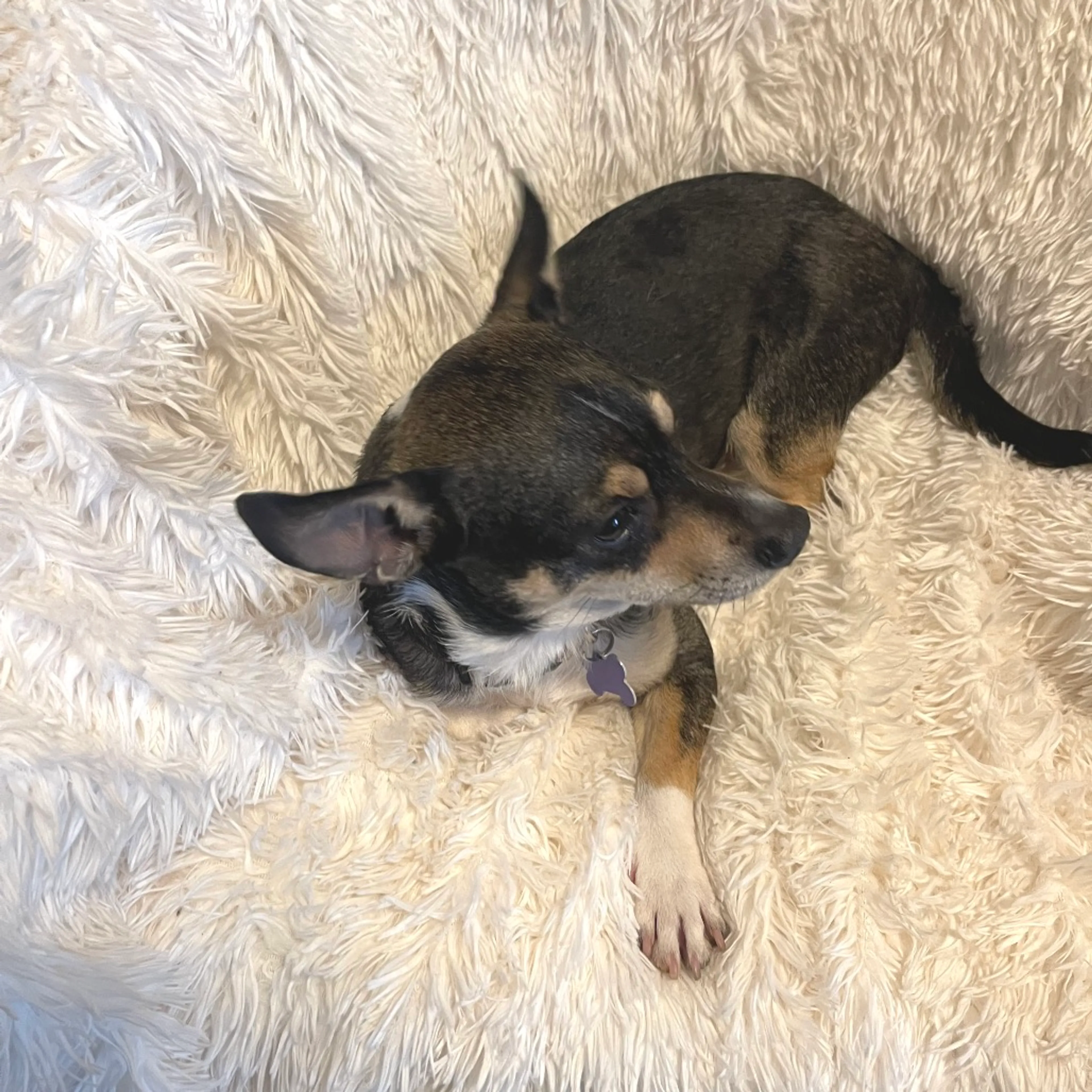 Found pet-14