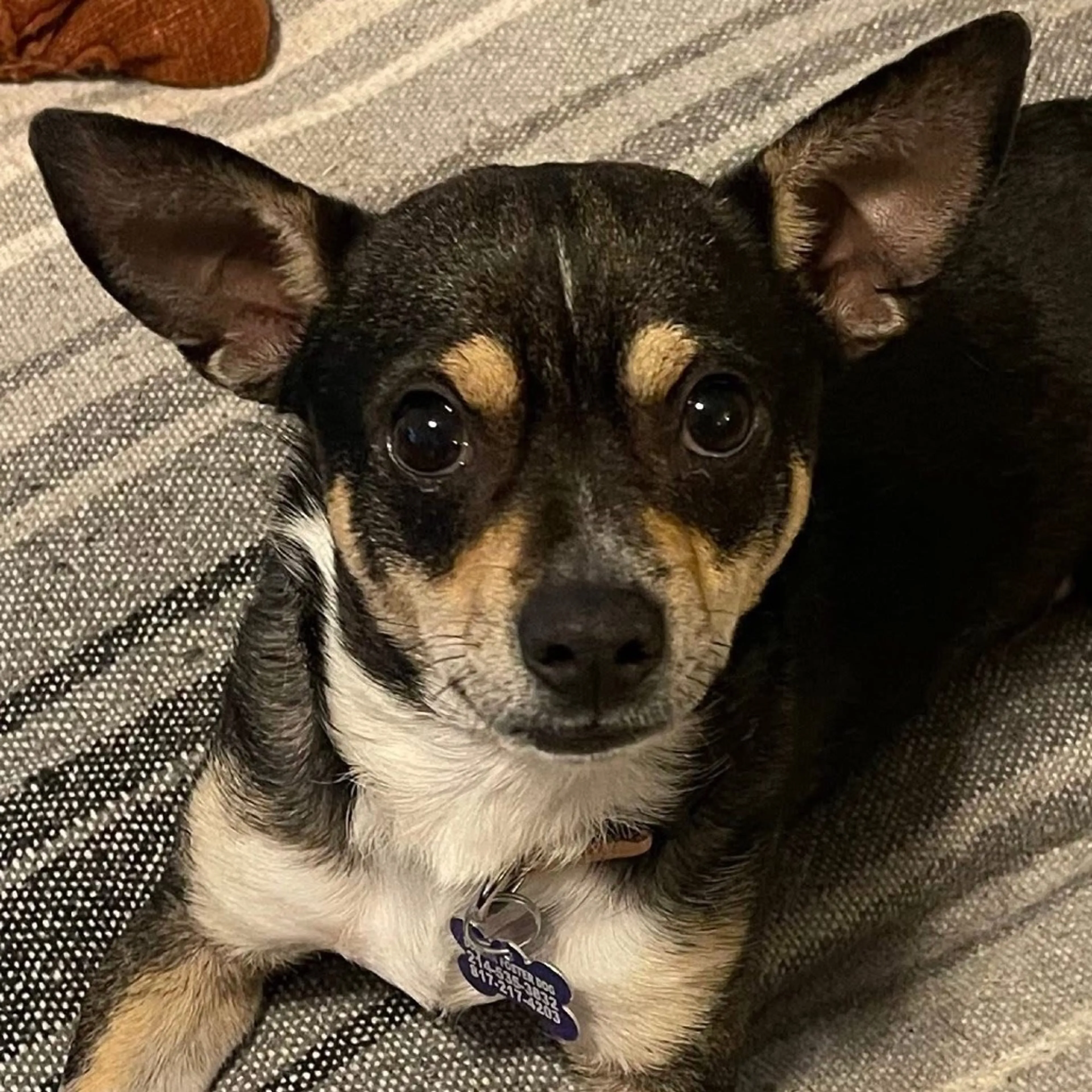 Found pet-18