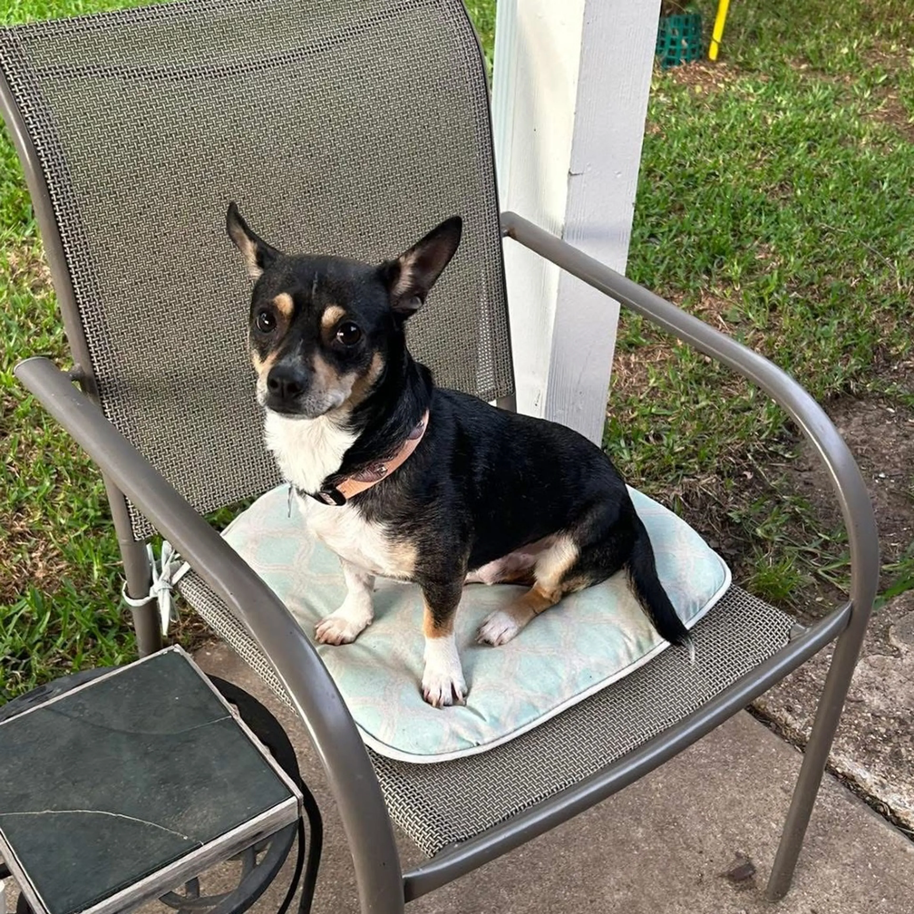 Found pet-21