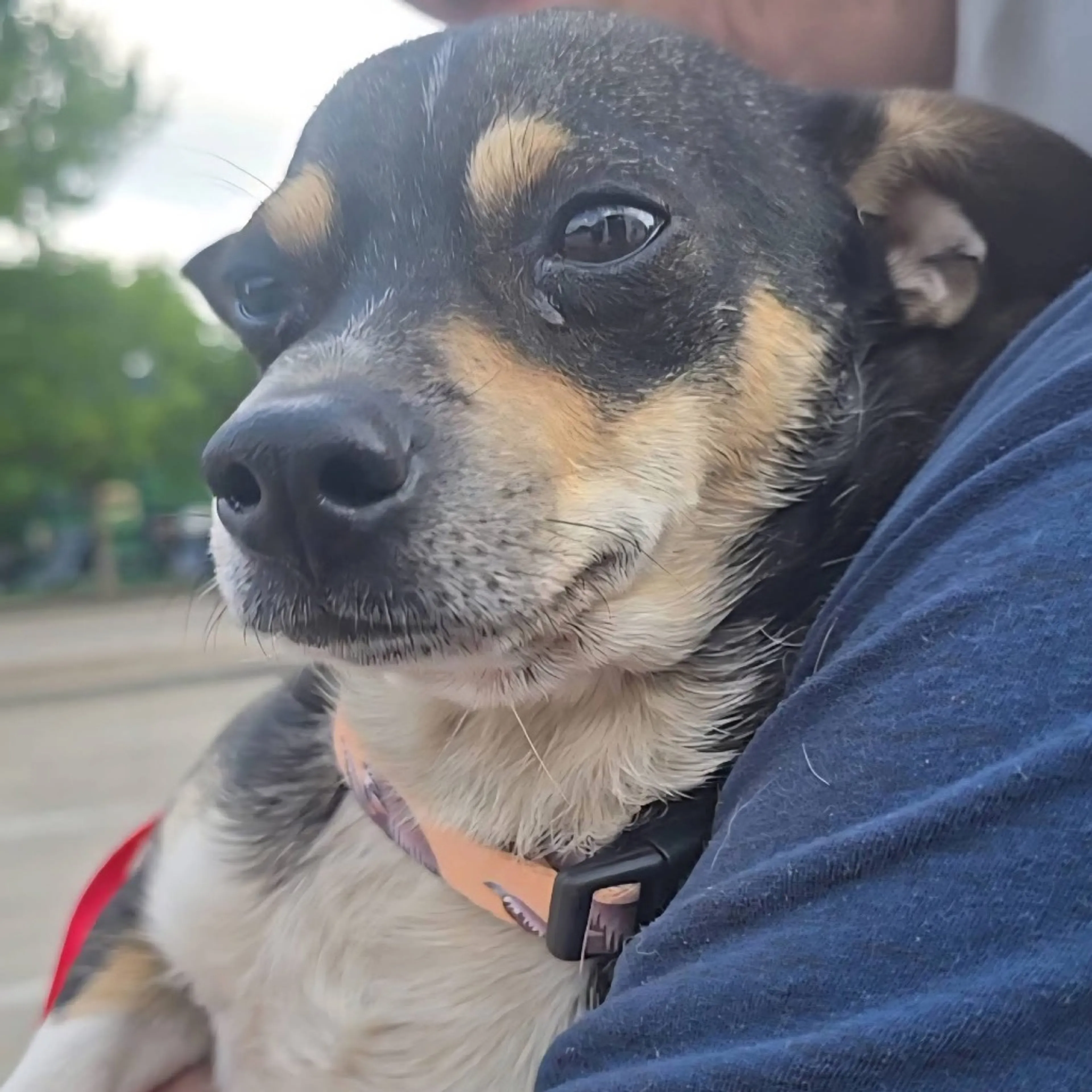 Found pet-8