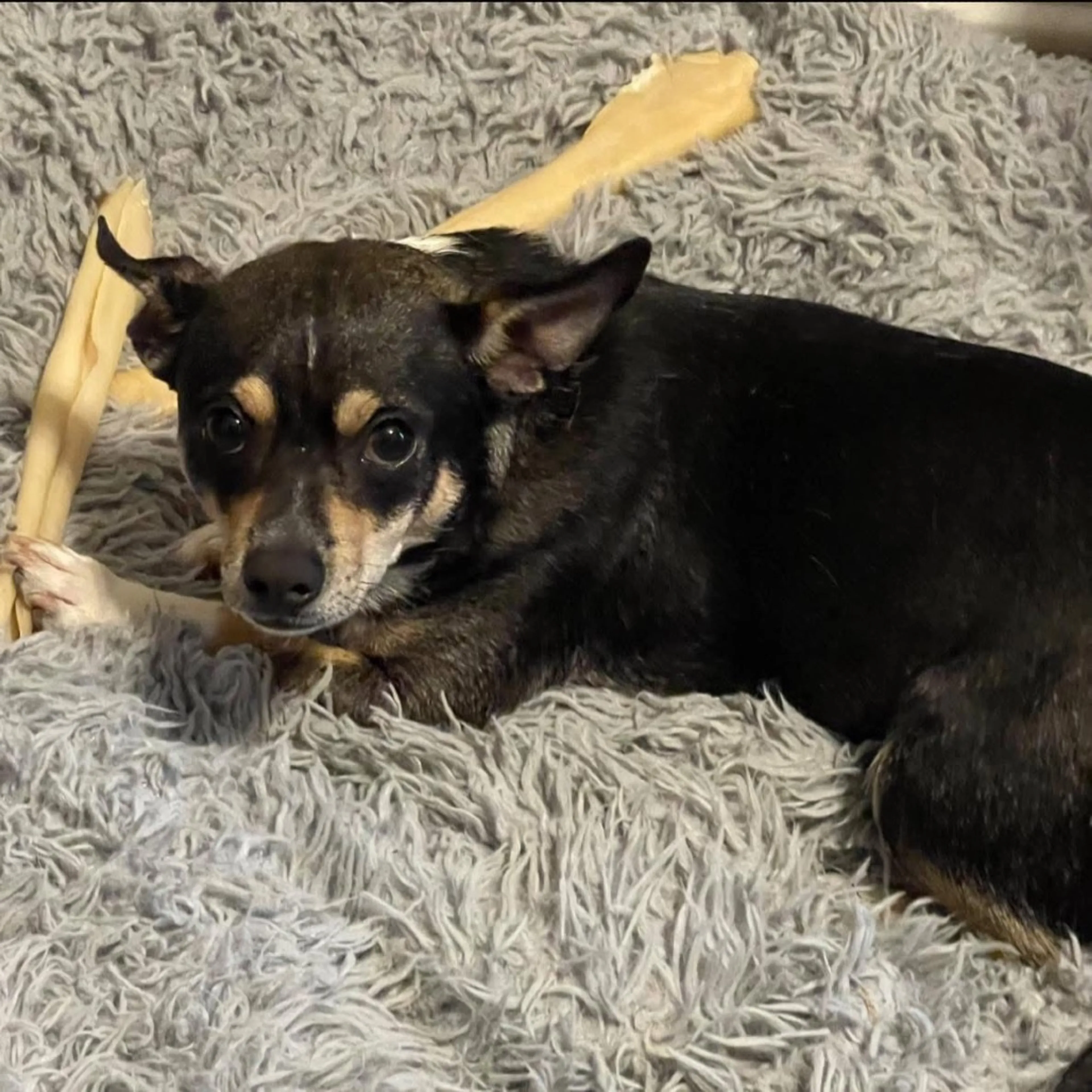 Found pet-19