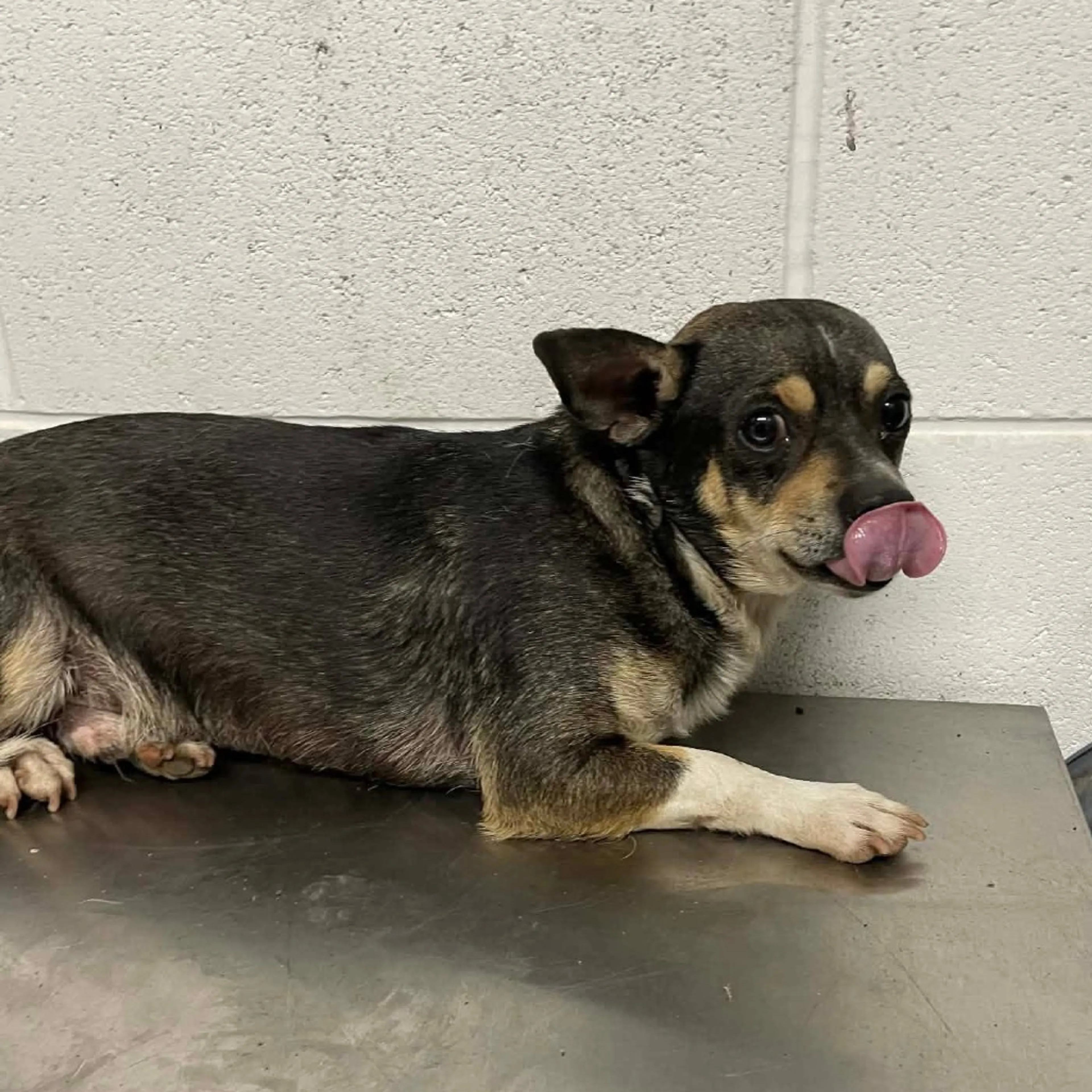 Found pet-4