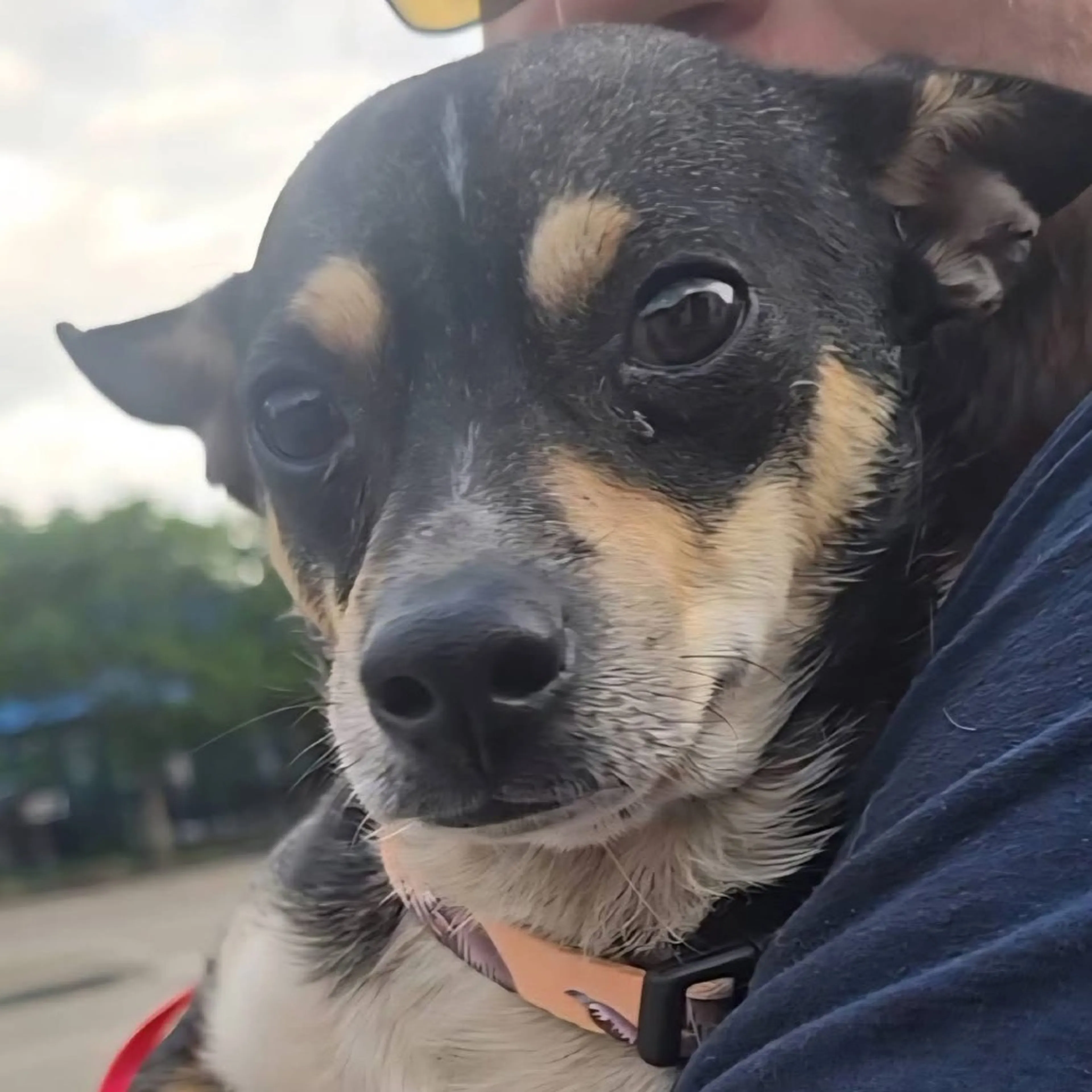 Found pet-7